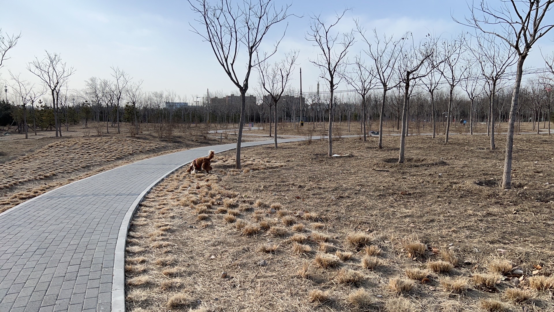 天元公园旅行图片 1