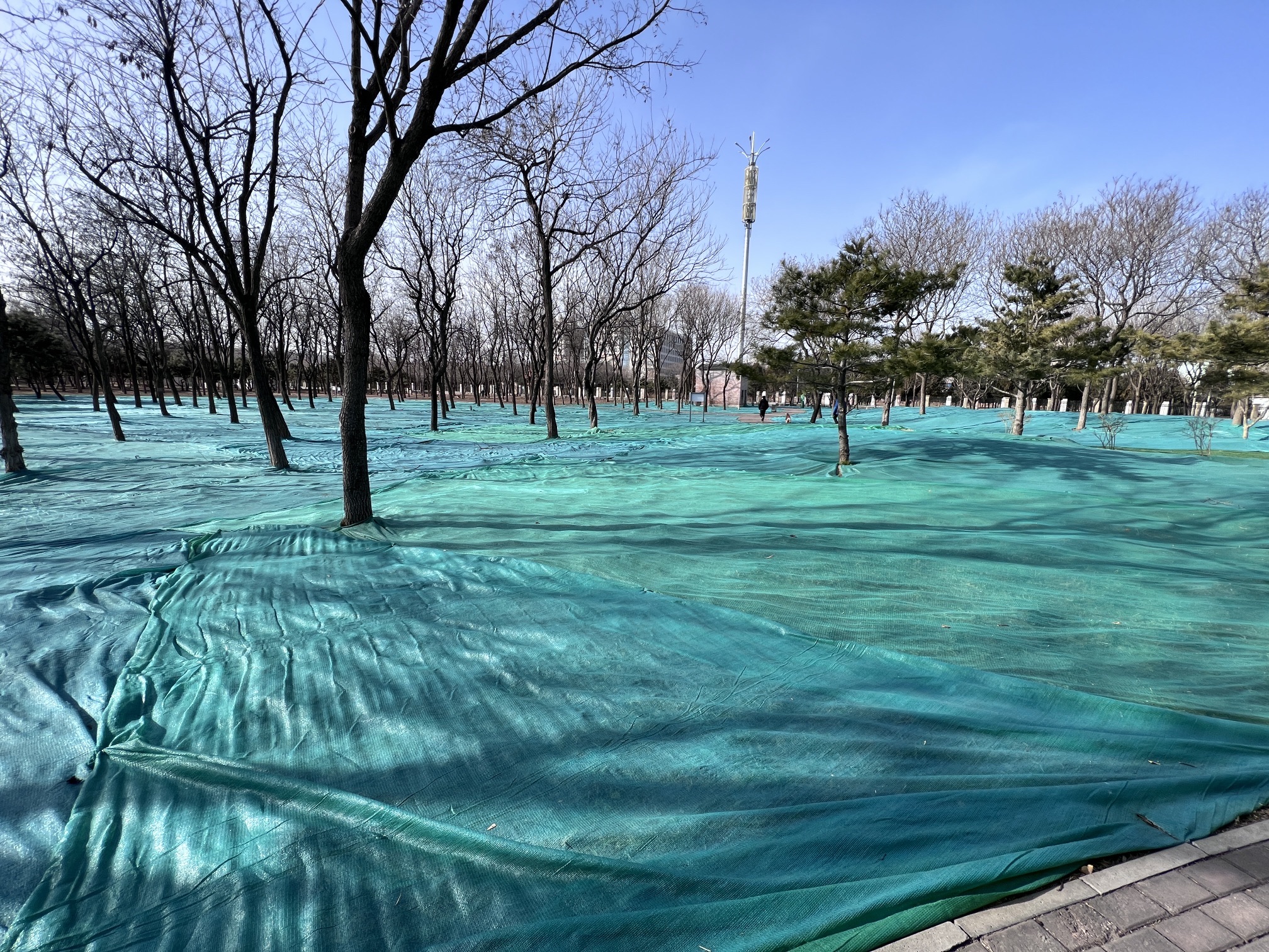 天元公园旅行图片 2