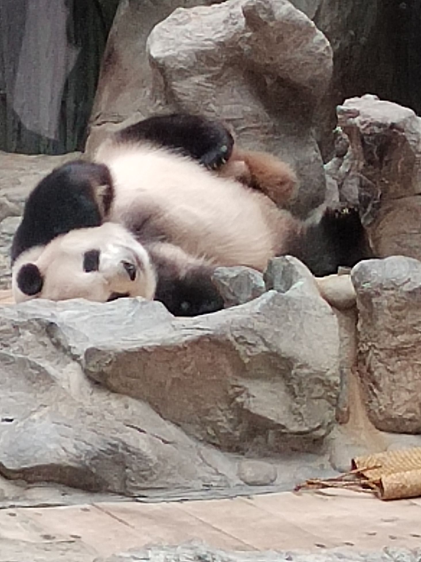 北京动物园旅行图片 2