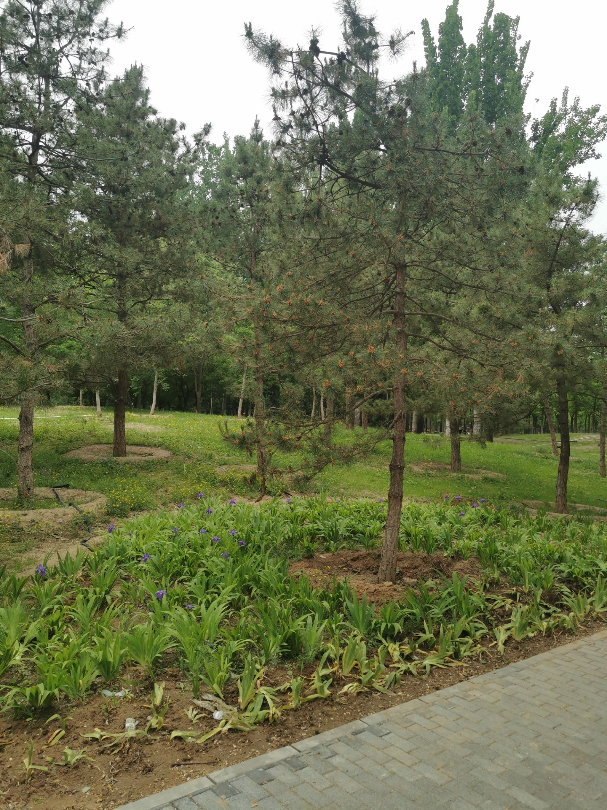 黄草湾郊野公园旅行图片 2
