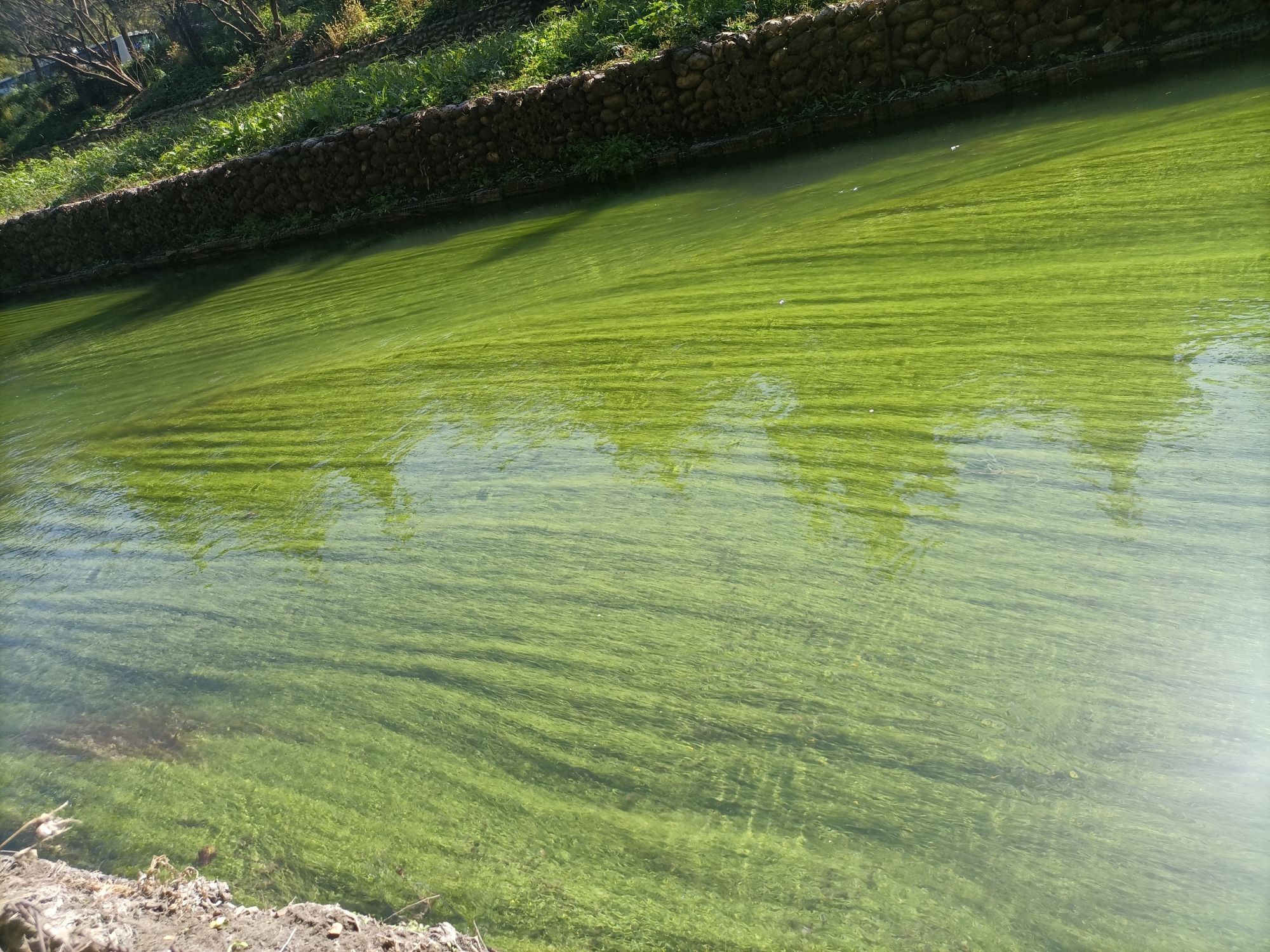 黄草湾郊野公园旅行图片 1