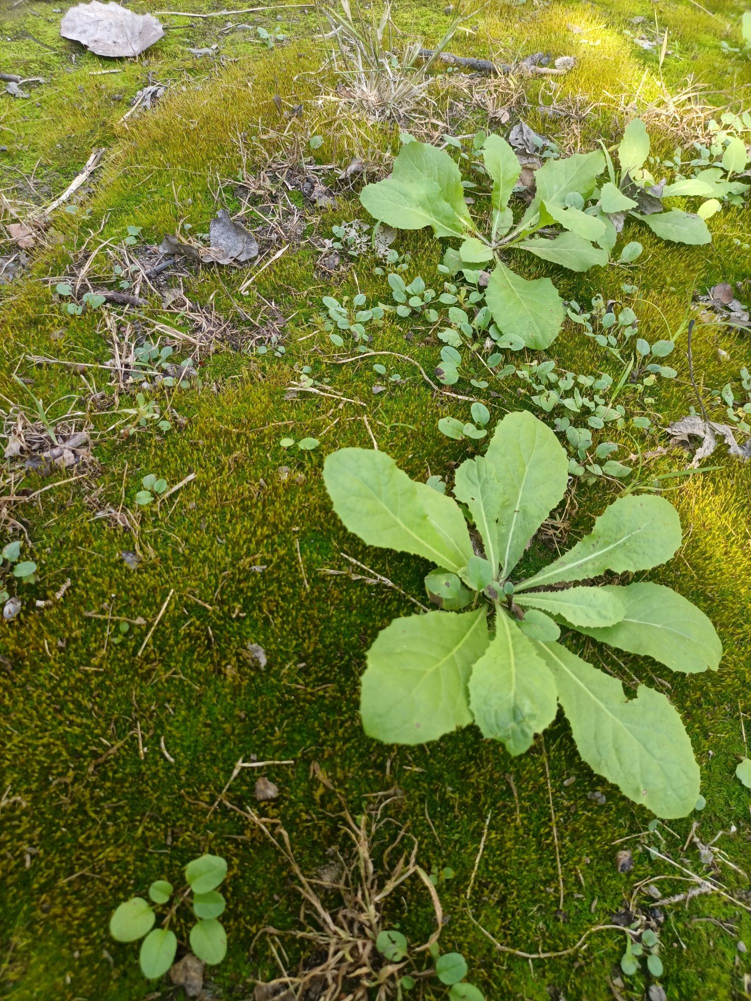 黄草湾郊野公园旅行图片 3