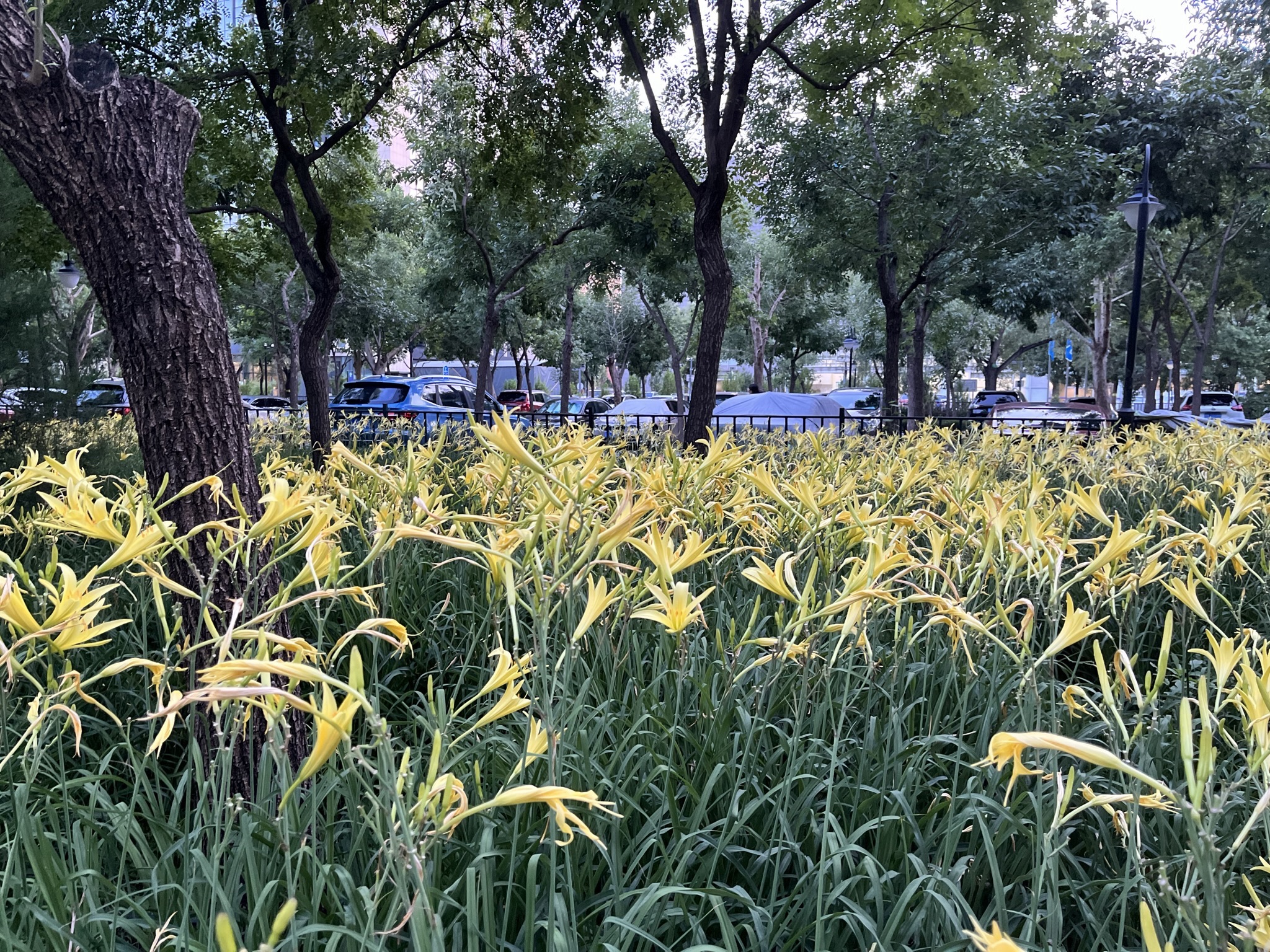 丰益公园旅行图片 1