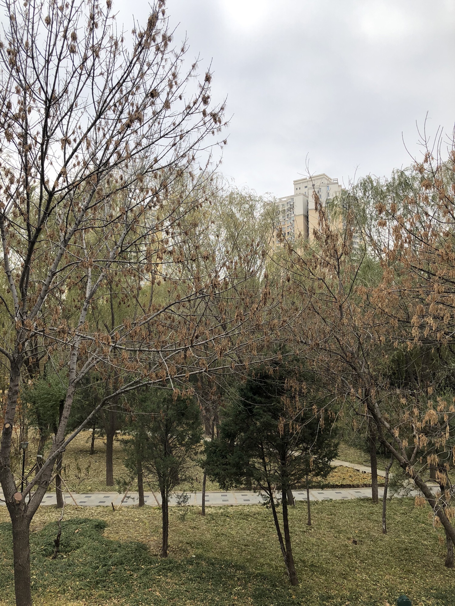 丰益公园旅行图片 1