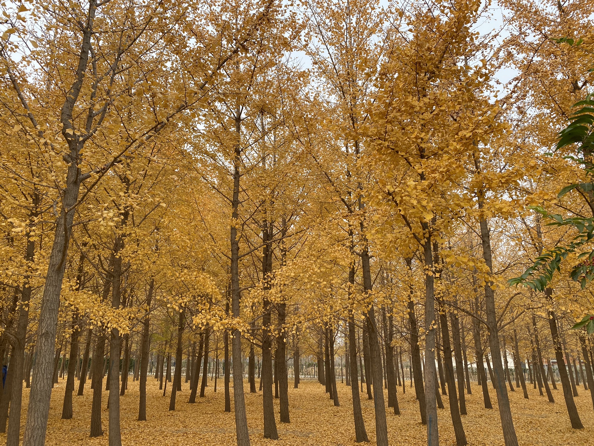 杜仲公园旅行图片 3