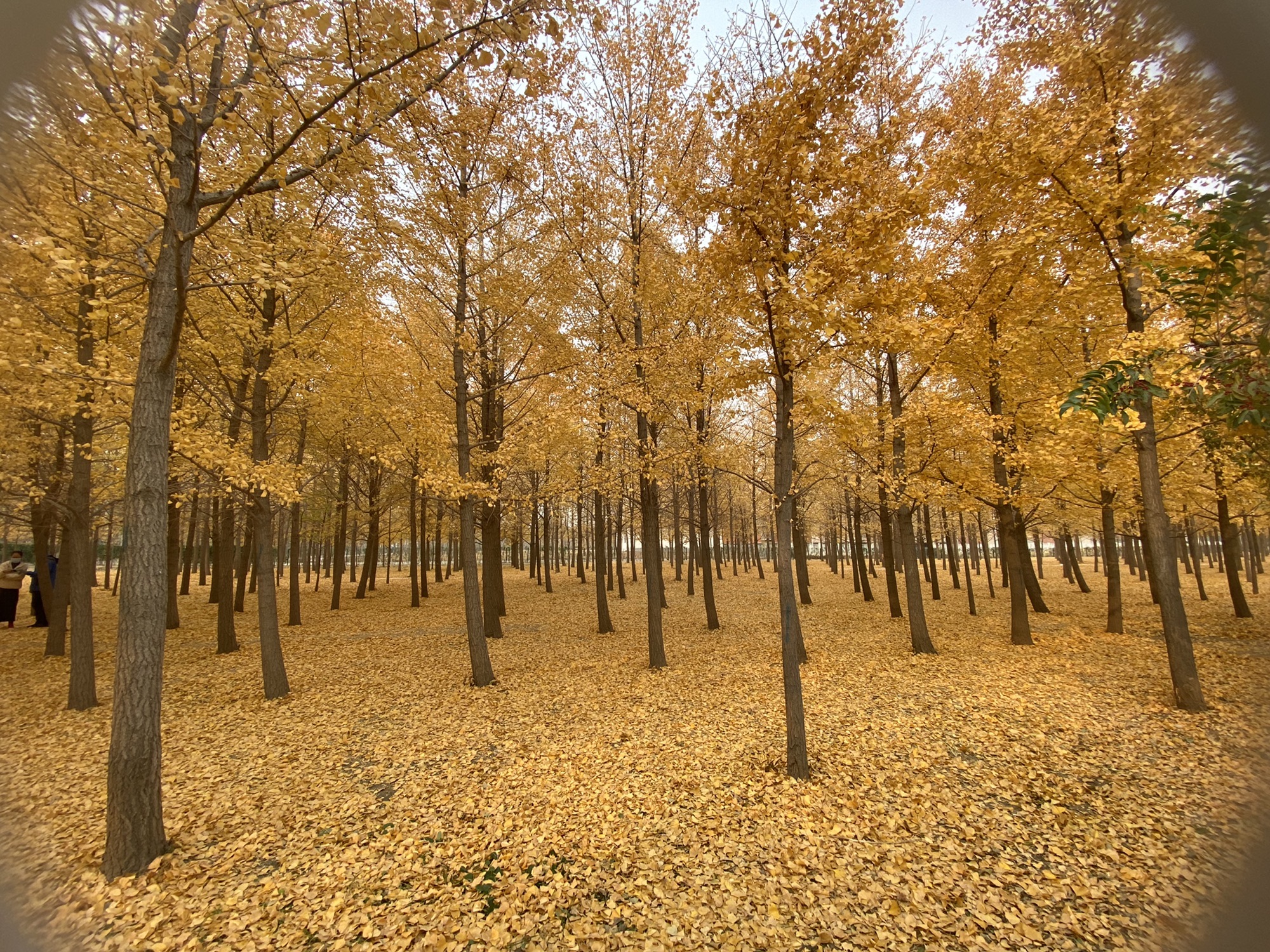 杜仲公园旅行图片 2