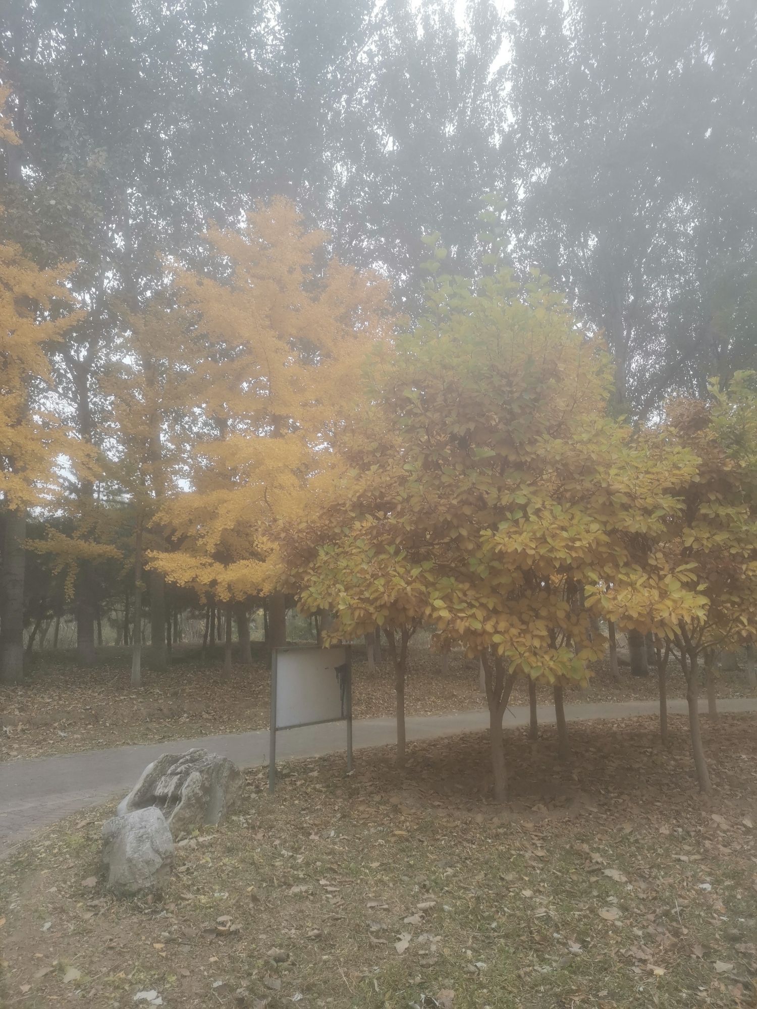 京城槐园旅行图片 2