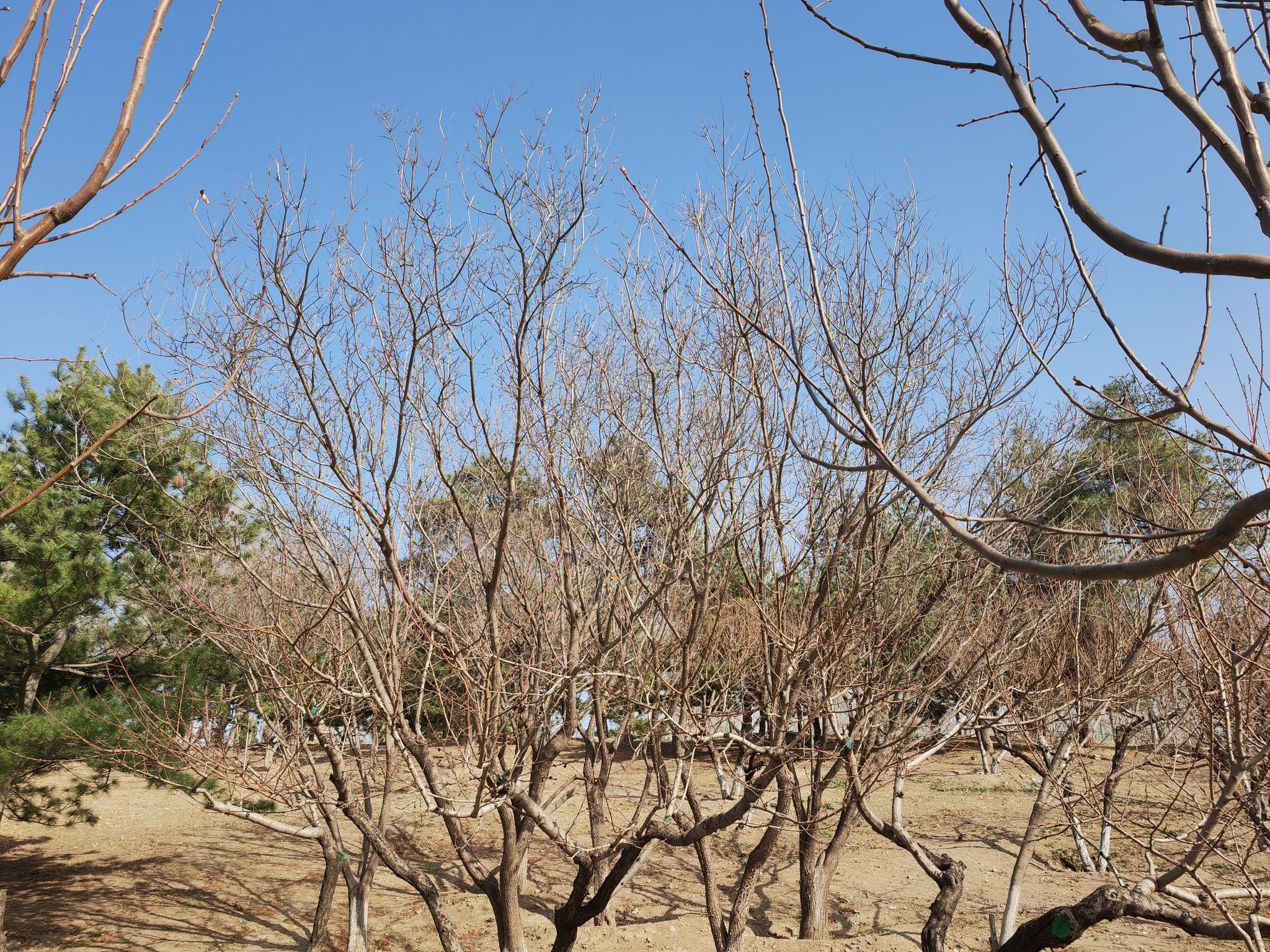 清河营郊野公园旅行图片 3