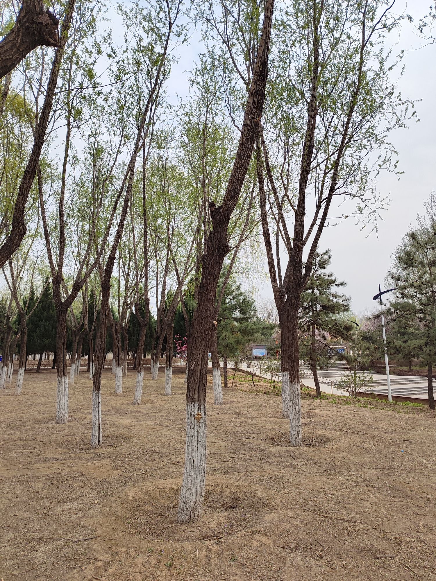 清河营郊野公园旅行图片 1