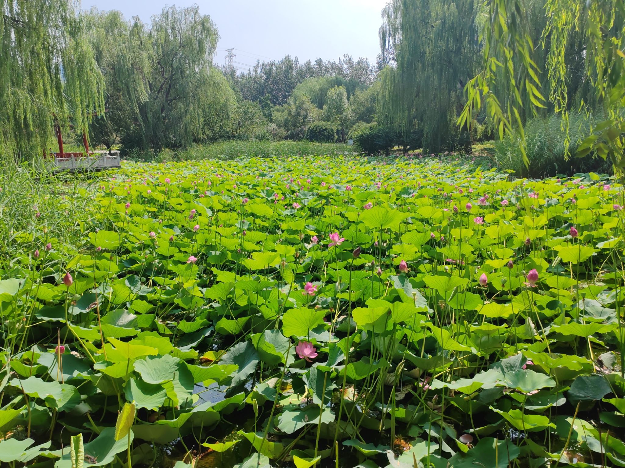 龙旺庄公园旅行图片 3