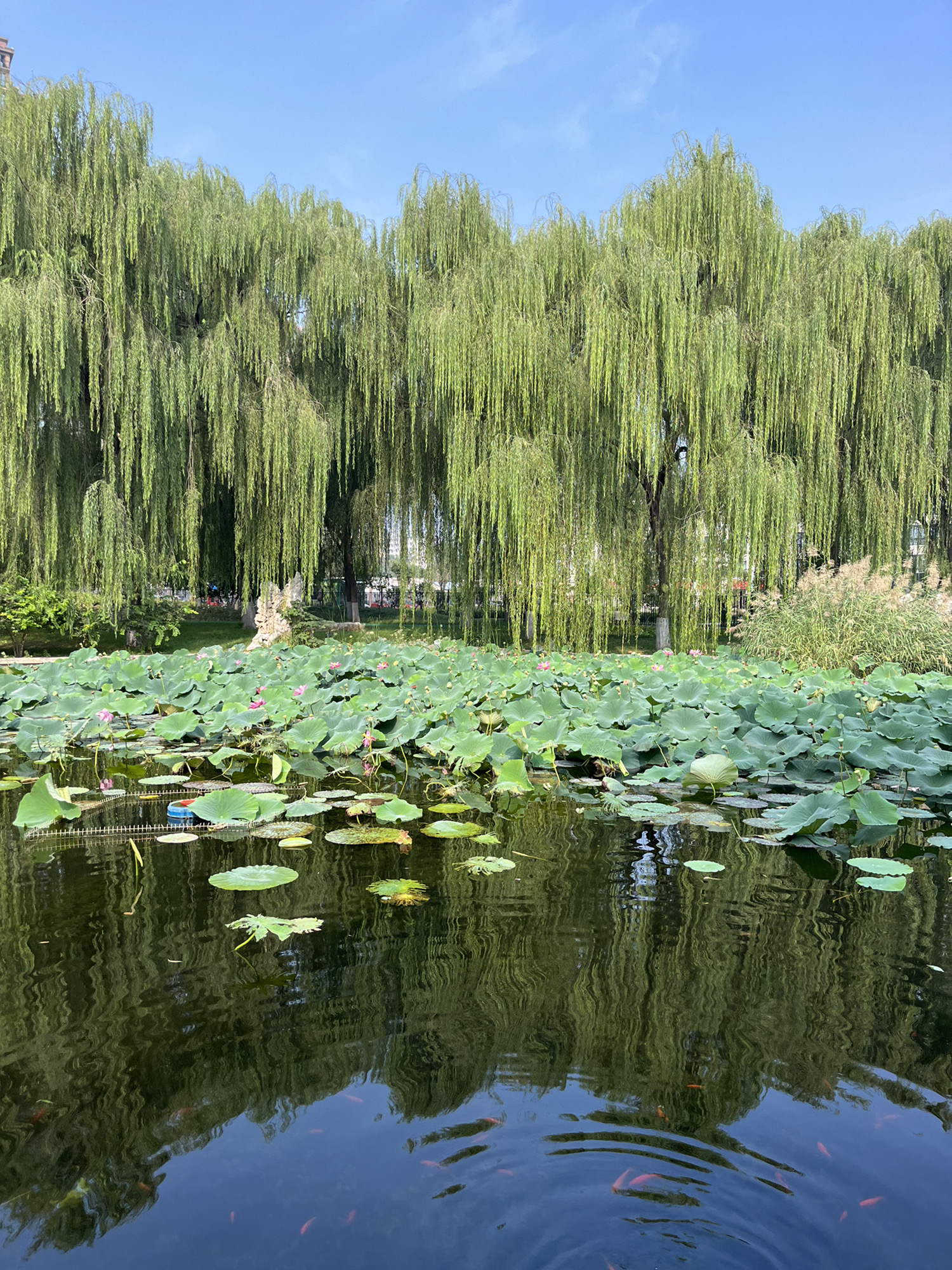 龙旺庄公园旅行图片 1
