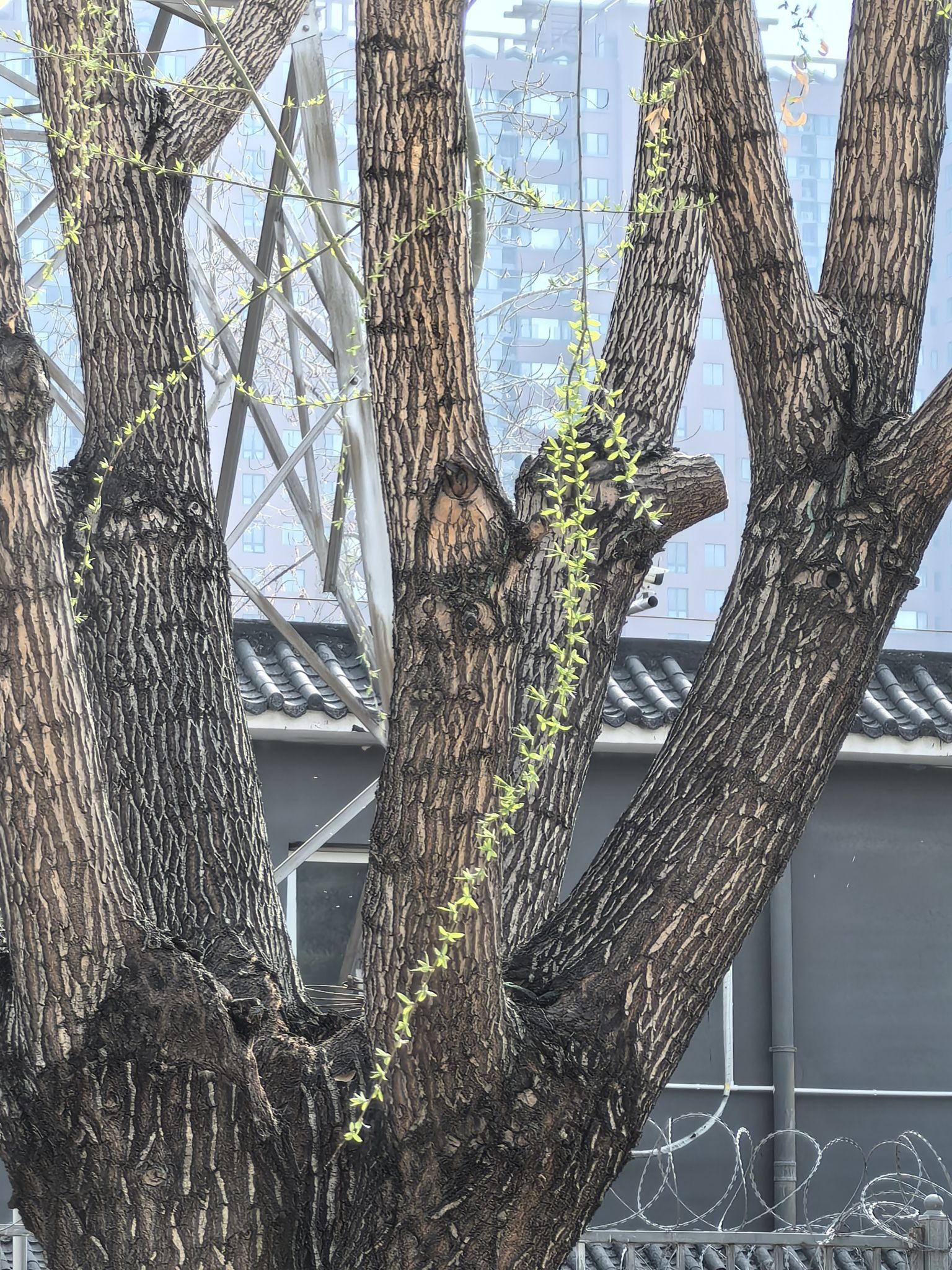 庆丰公园旅行图片 2