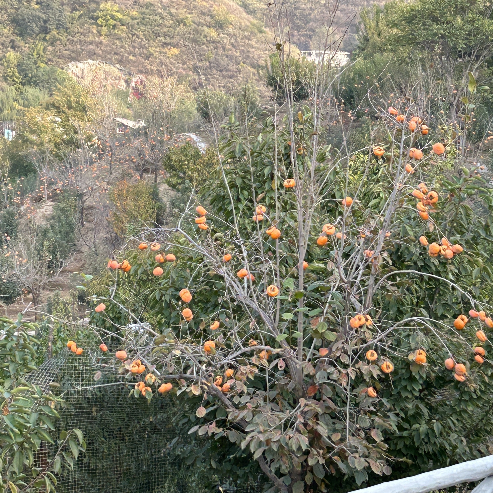 中门寺生态园旅行图片 2