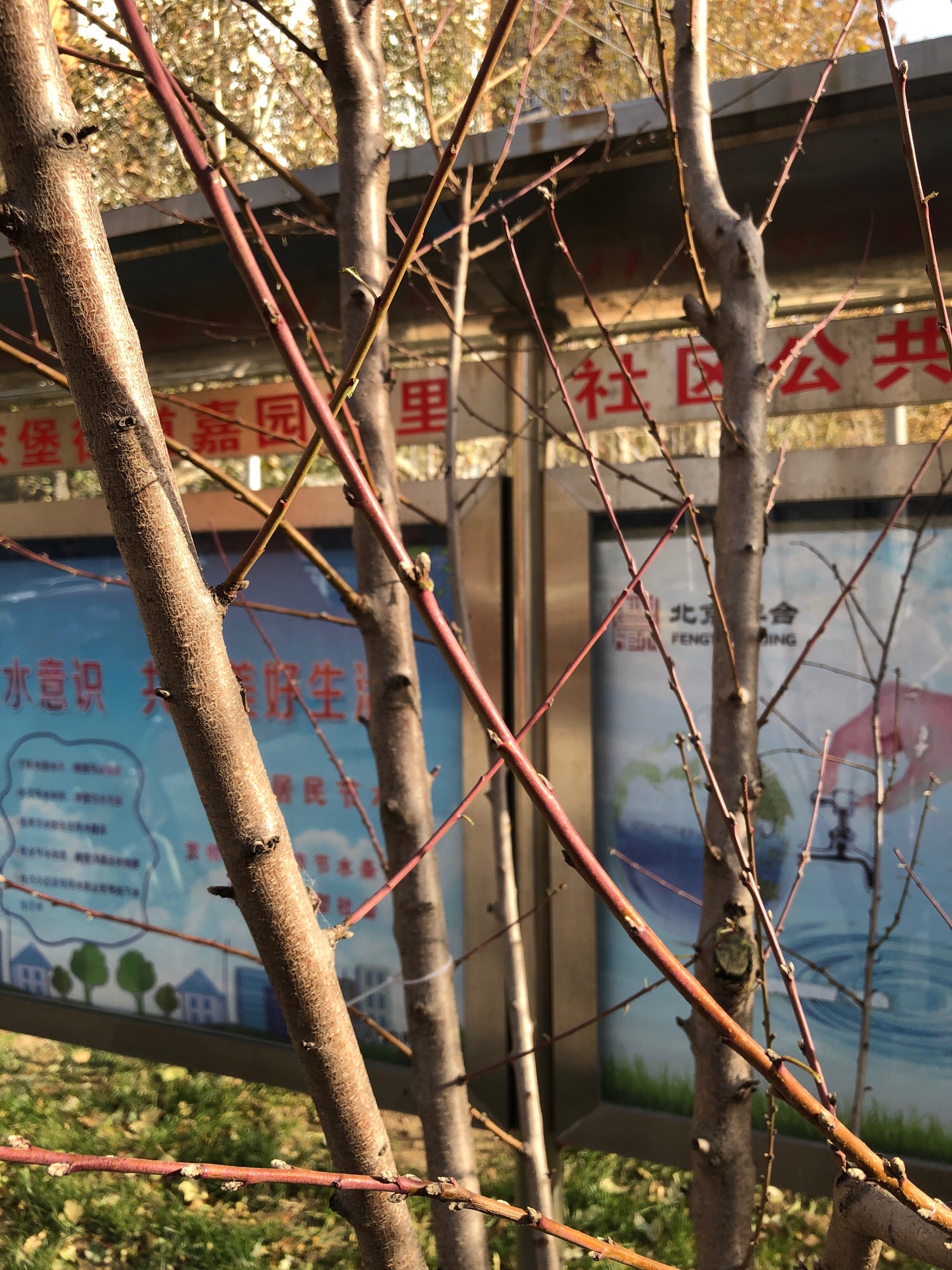 嘉乐公园旅行图片 1