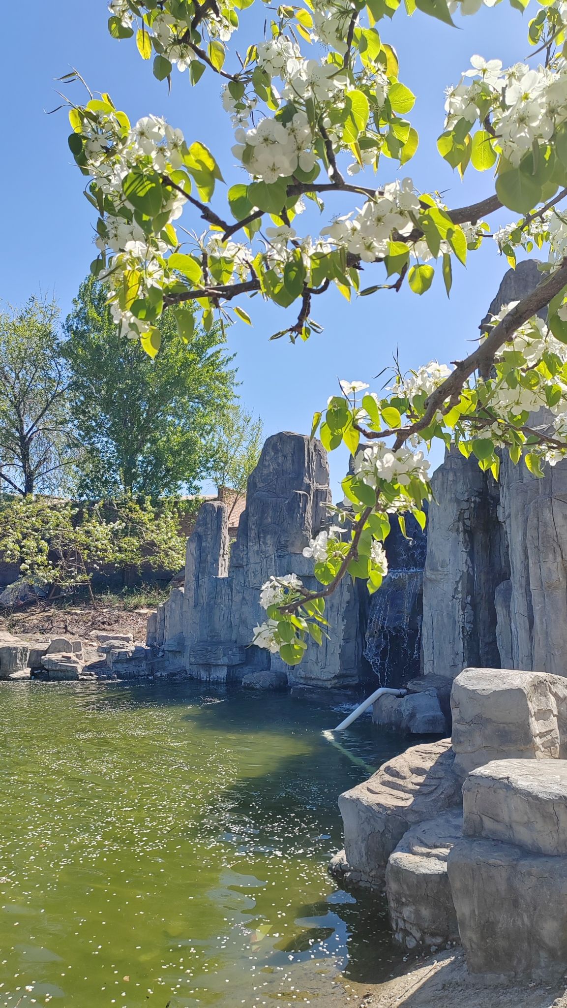 京白梨大家族主题公园旅行图片 2