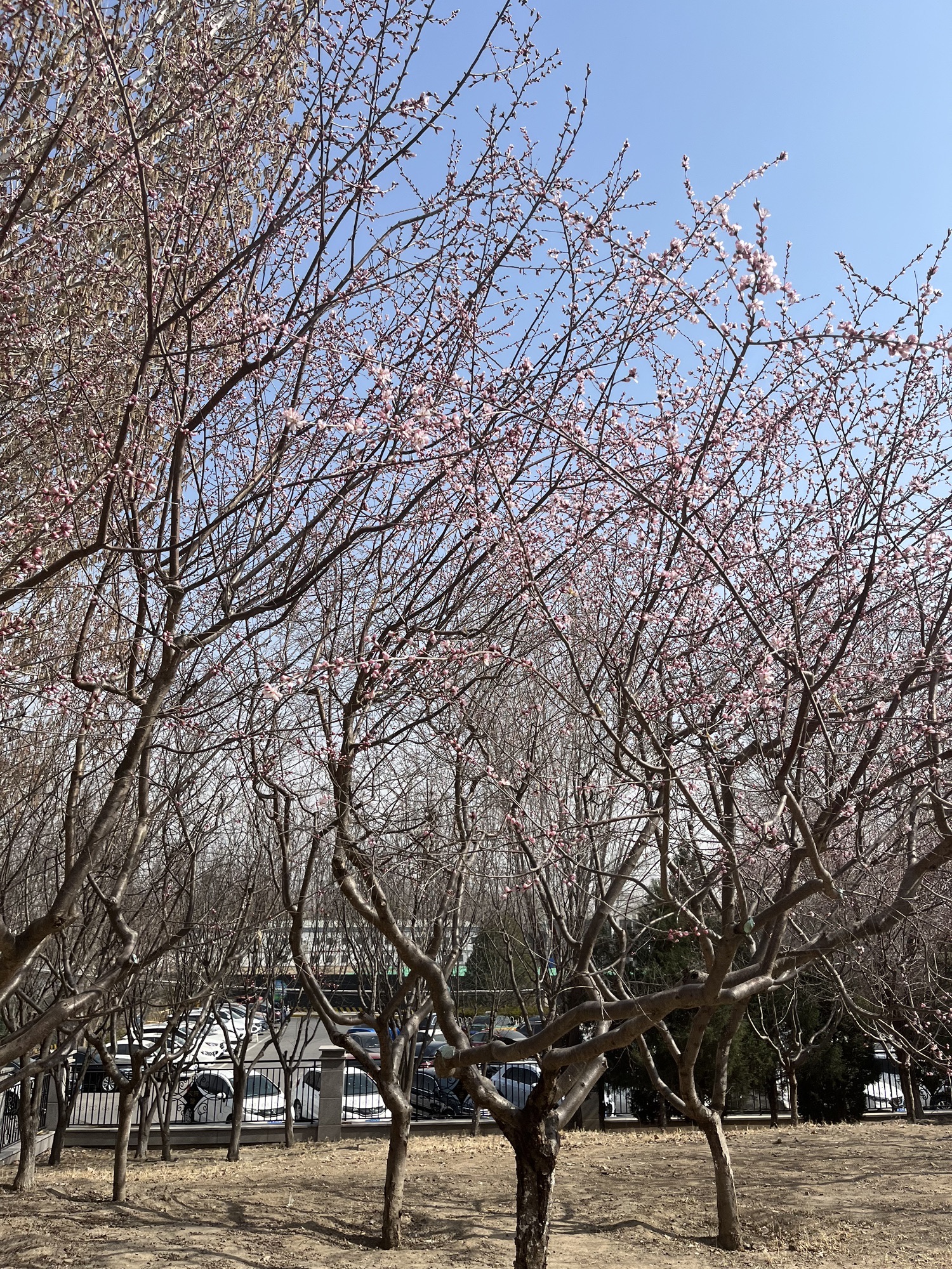 勇士营郊野公园旅行图片 2