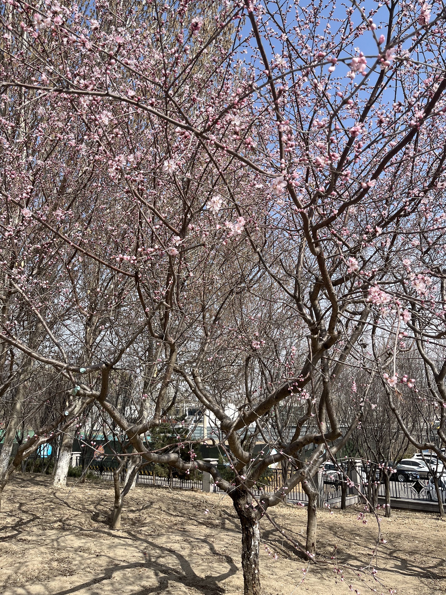 勇士营郊野公园旅行图片 1