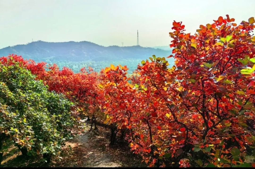 北山公园旅行图片 3