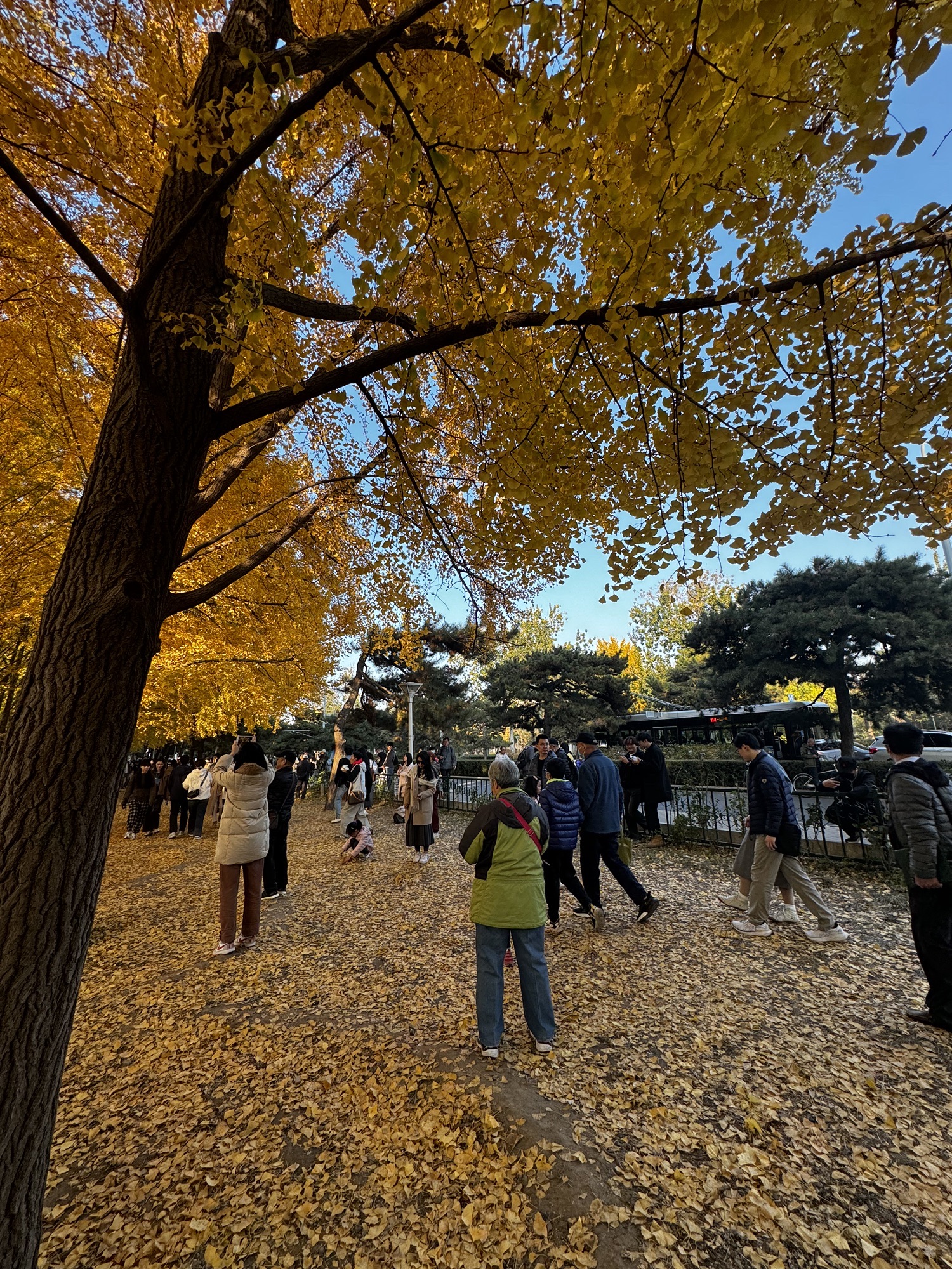 玉渊潭公园钓鱼台银杏大道旅行图片 3