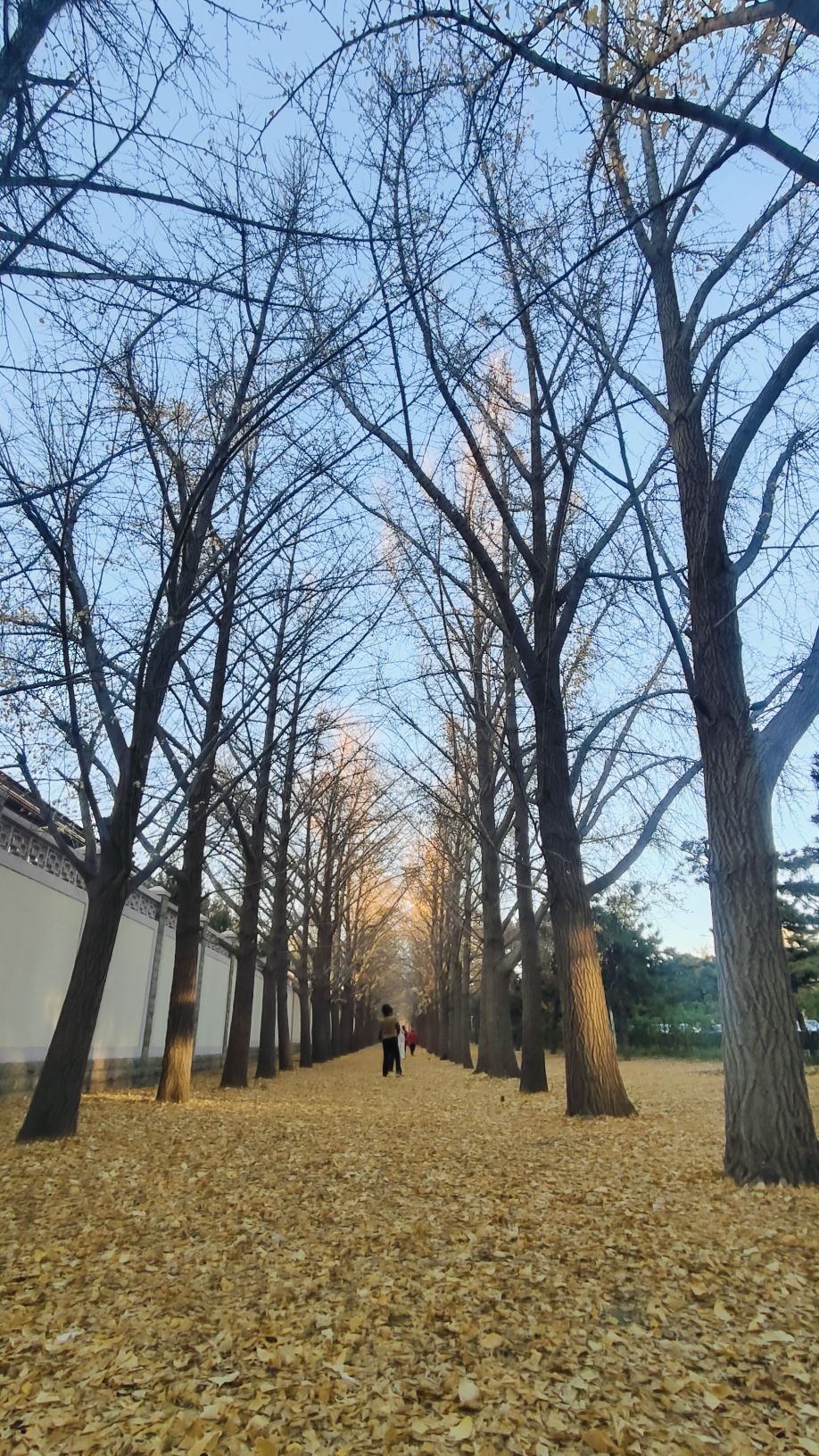 玉渊潭公园钓鱼台银杏大道旅行图片 3