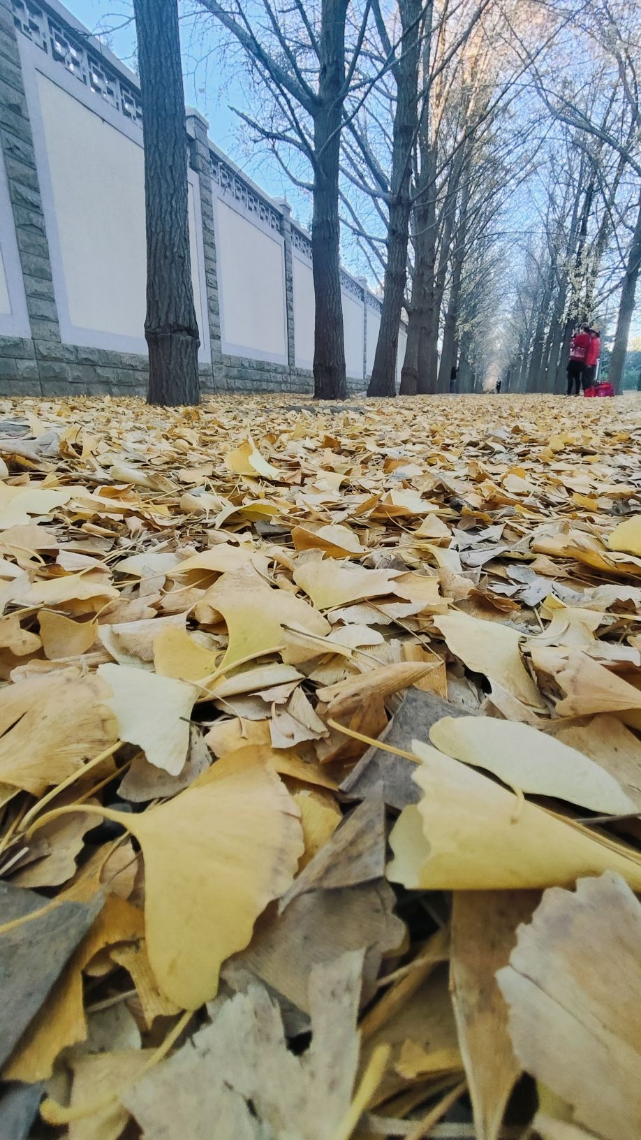 玉渊潭公园钓鱼台银杏大道旅行图片 2