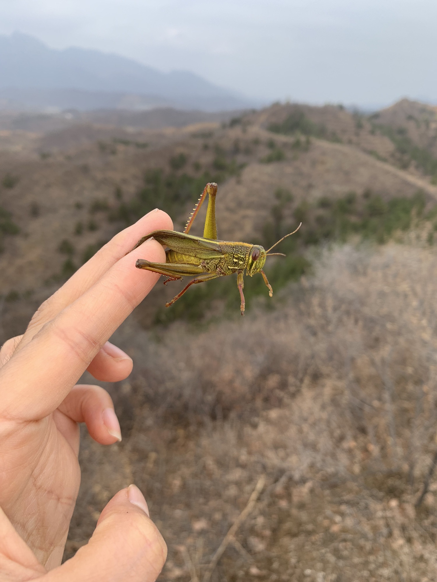 蟠龙山长城景区-古北口古长城旅行图片 2
