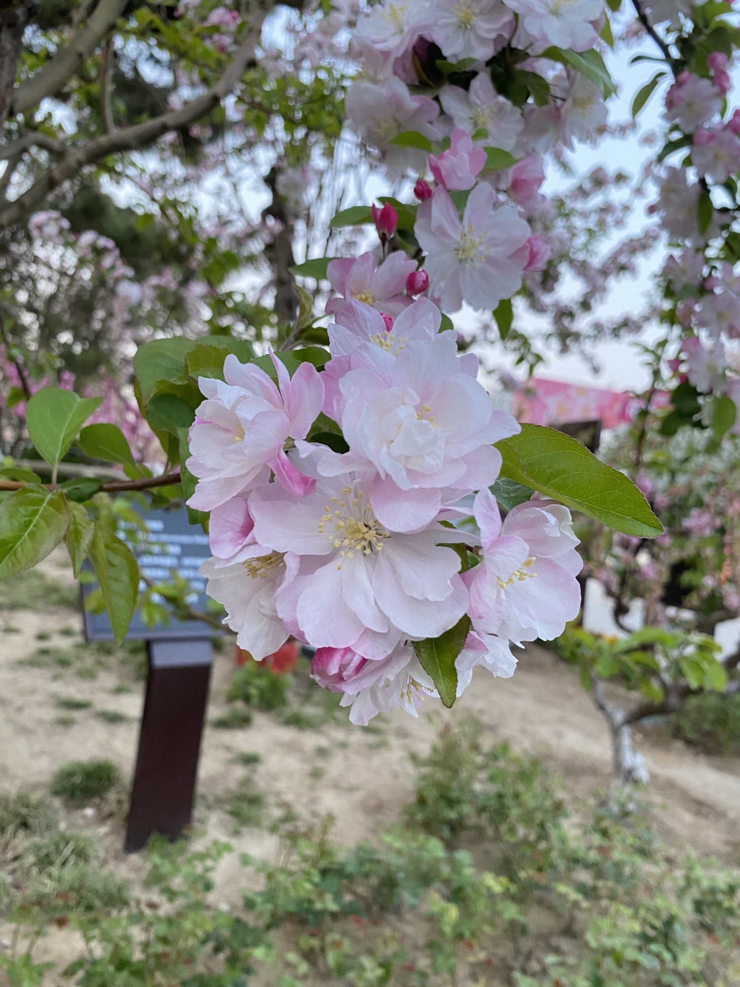 元大都城垣遗址公园旅行图片 3