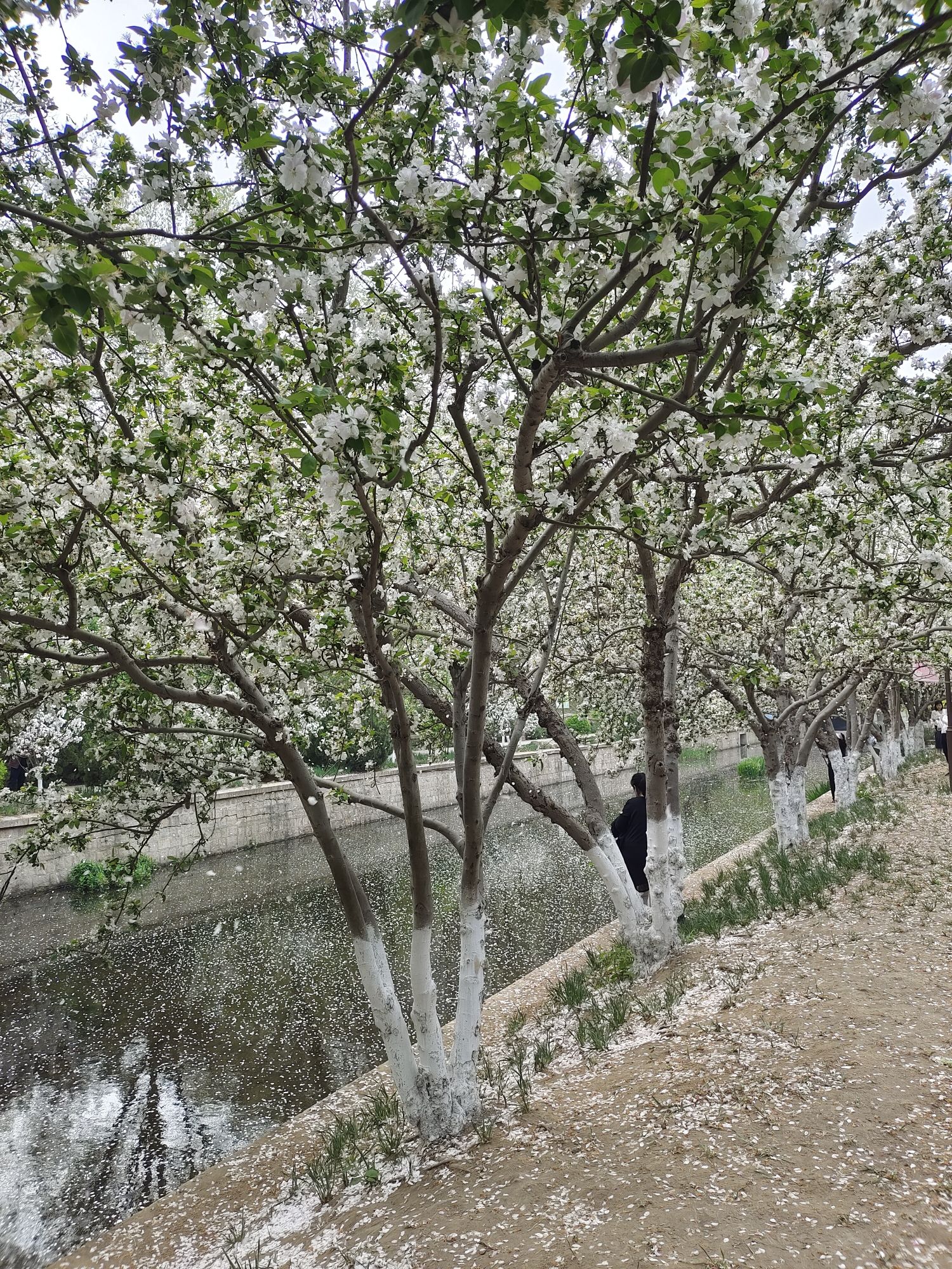 元大都城垣遗址公园旅行图片 1