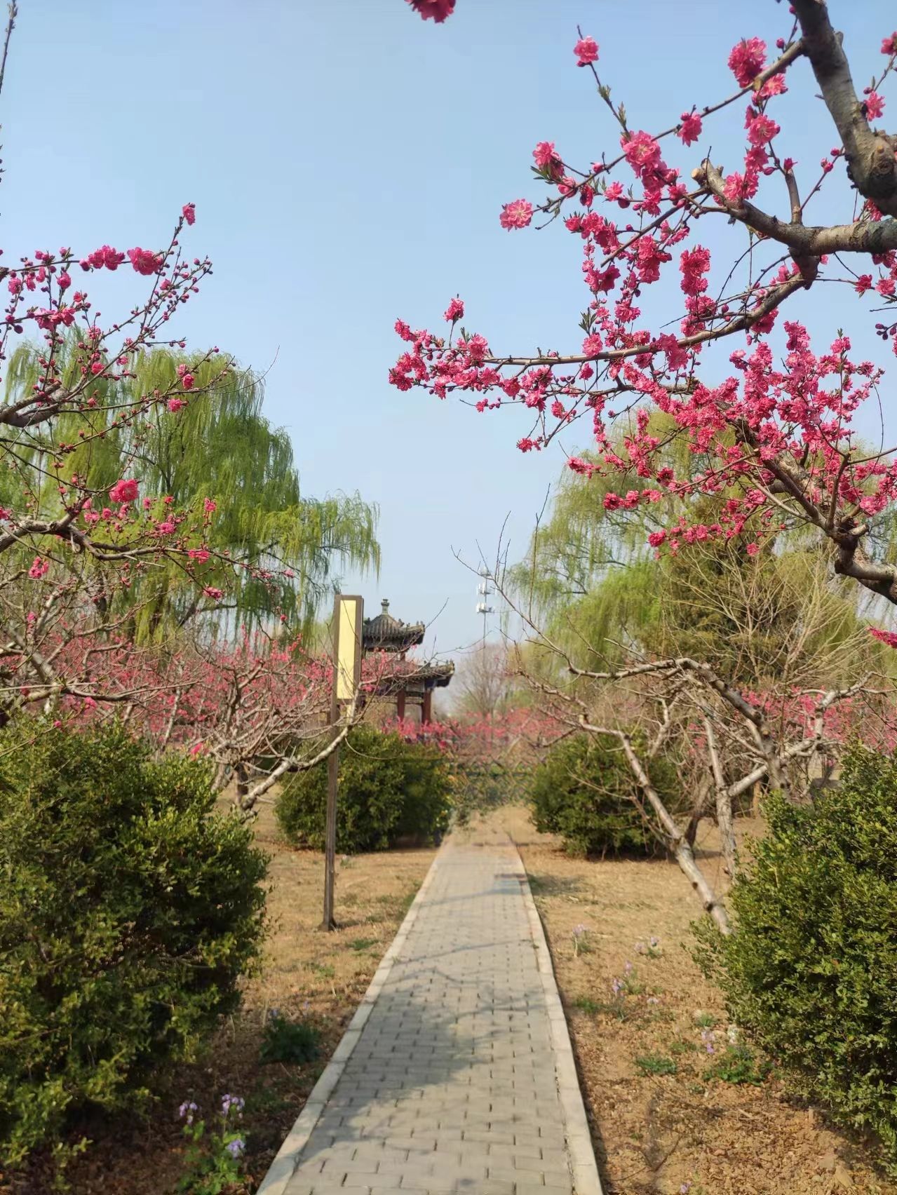 平谷桃花海旅行图片 3