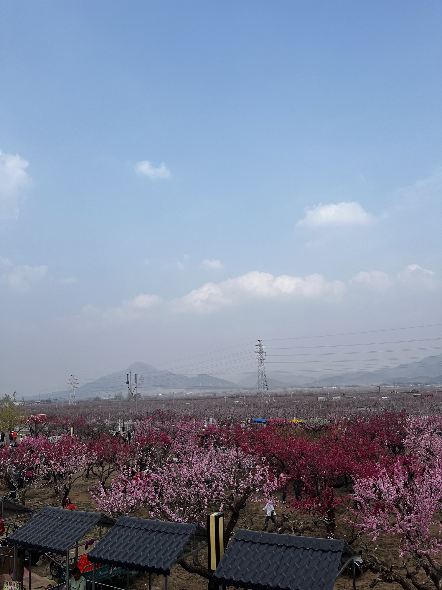 平谷桃花海旅行图片 1