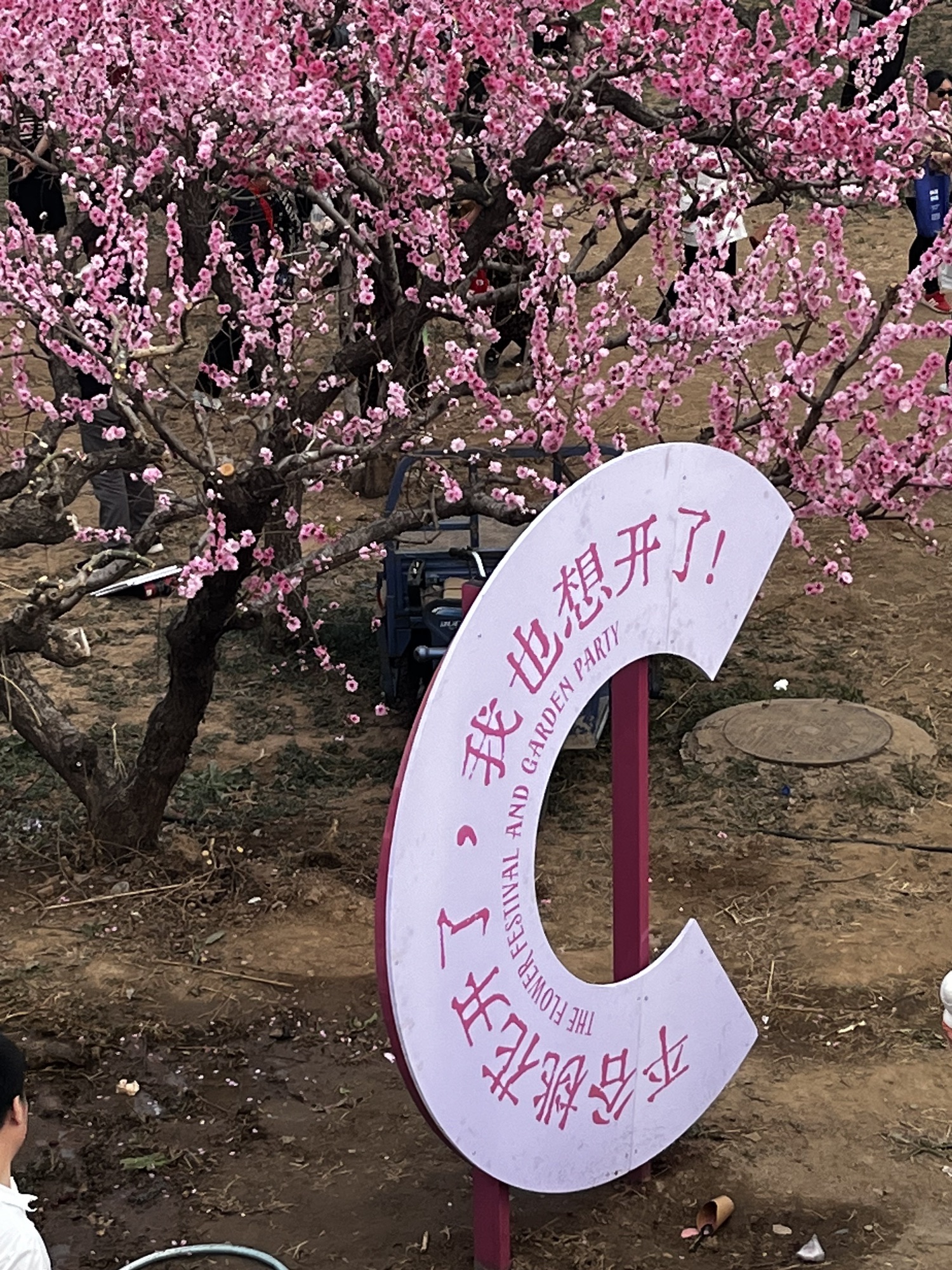平谷桃花海旅行图片 2