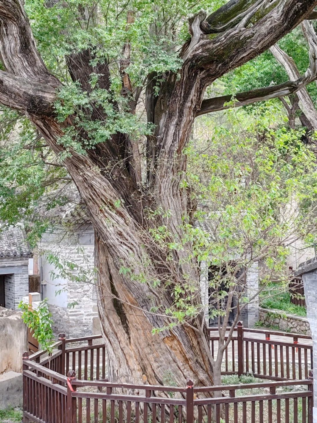灵水举人村旅行图片 3