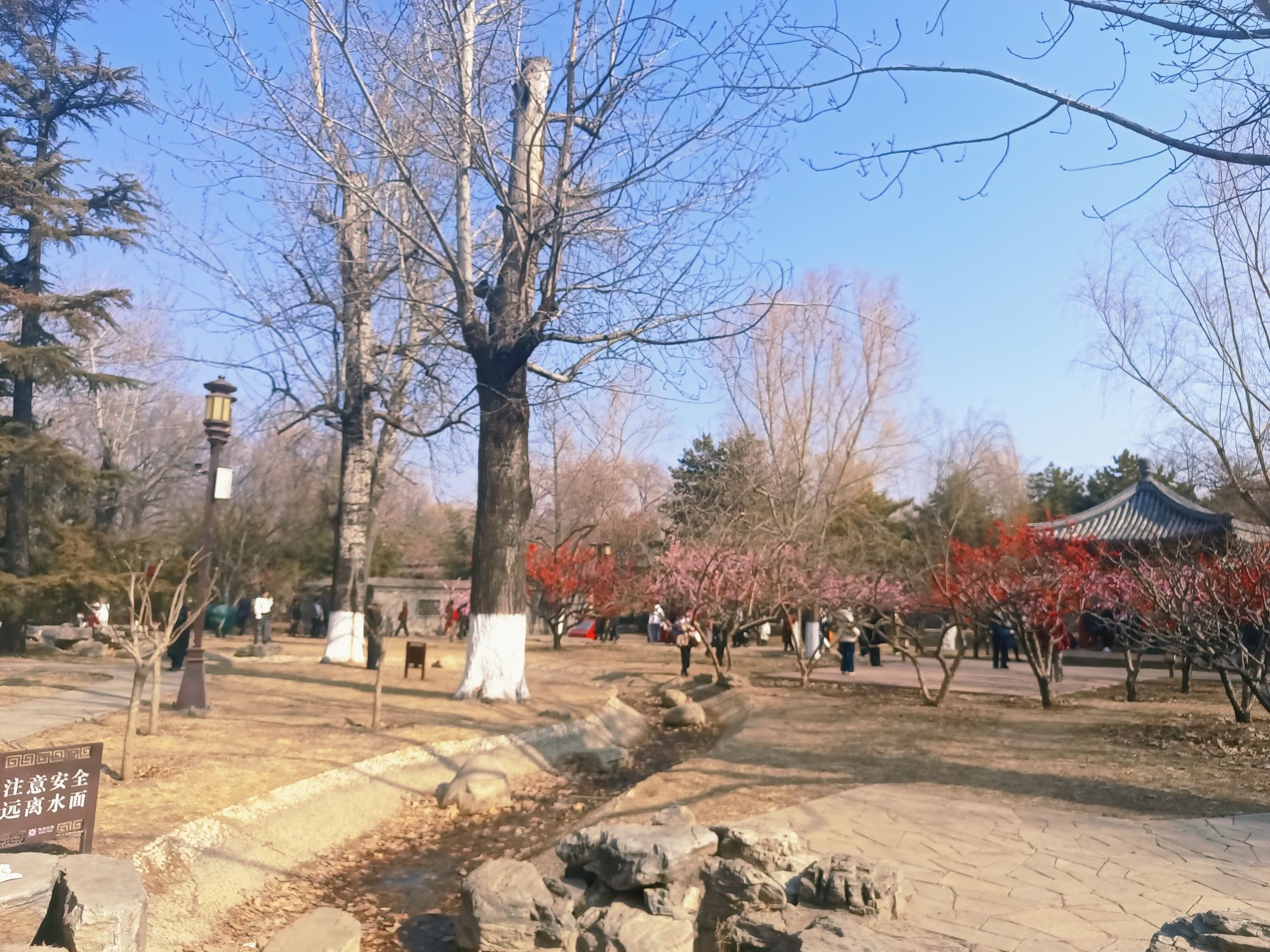 地坛公园-牡丹园
