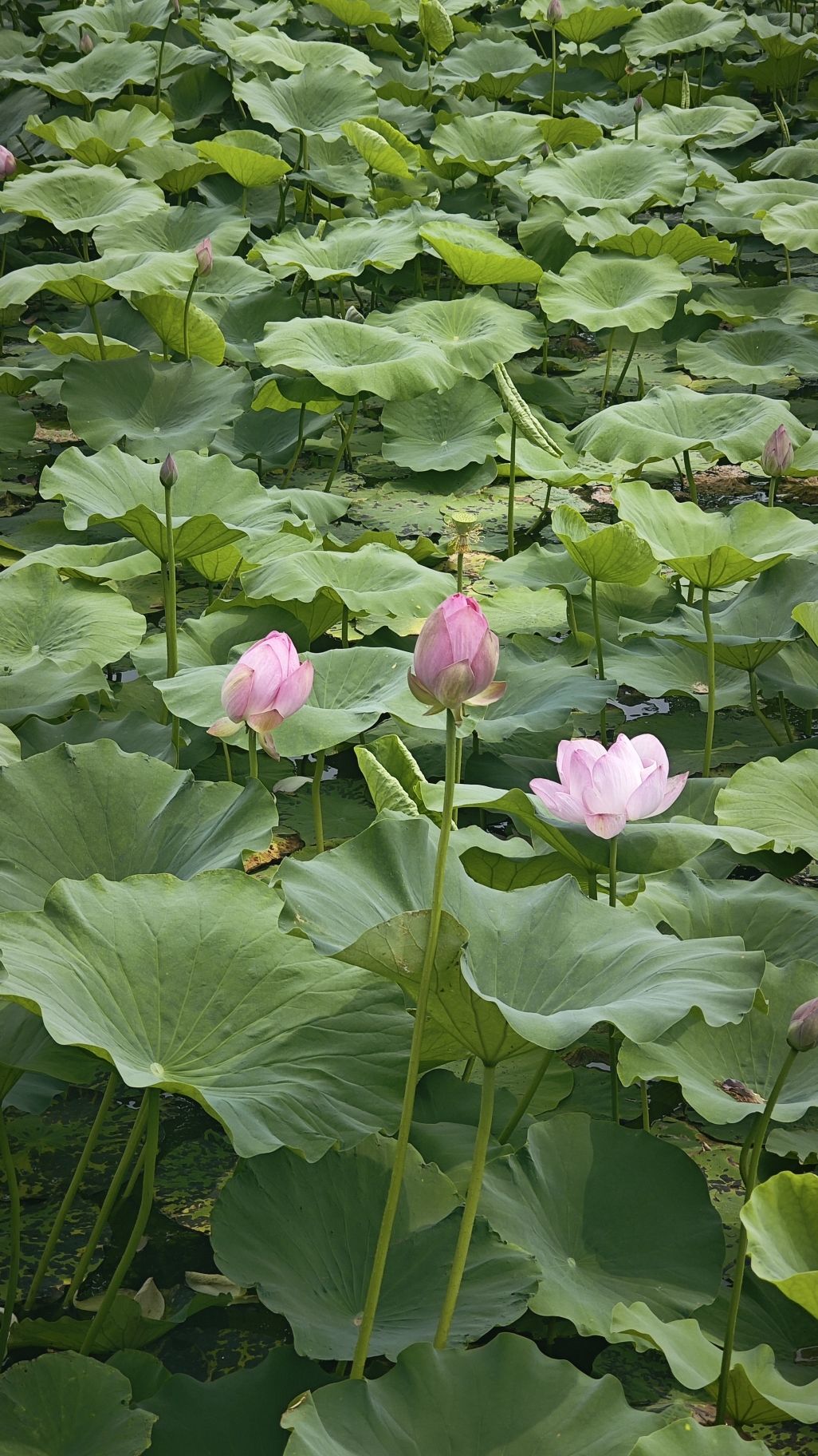 北京长沟泉水国家湿地公园旅行图片 3