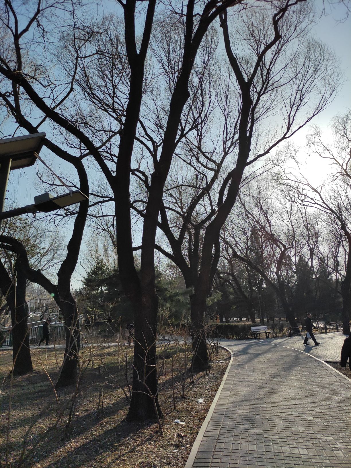 香河园公园旅行图片 1