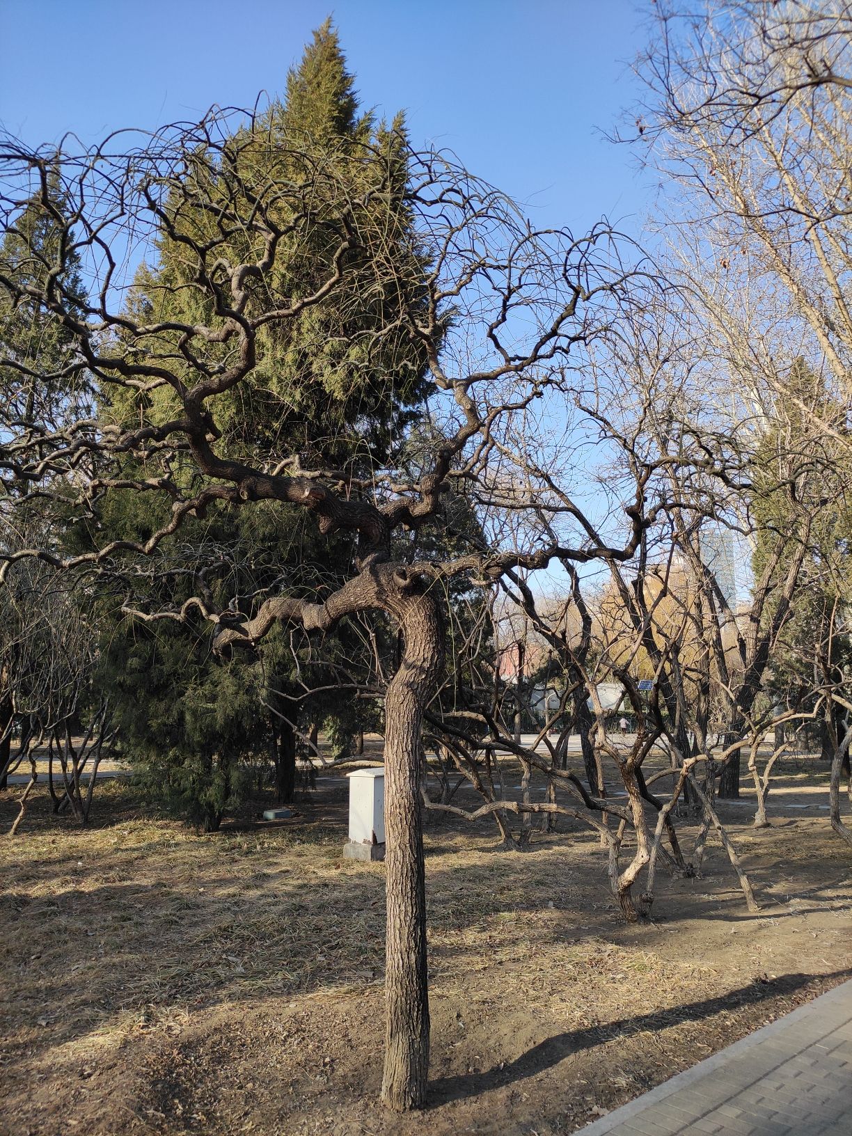 香河园公园旅行图片 2