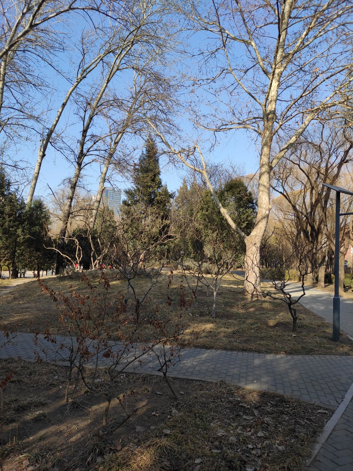 香河园公园旅行图片 3