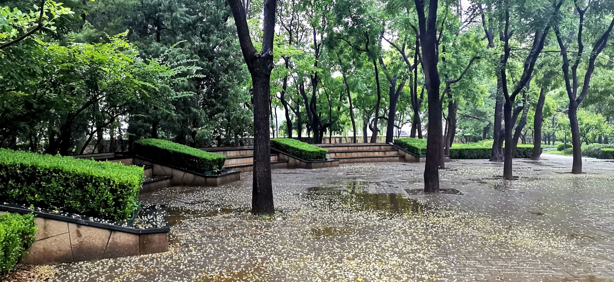 香河园公园旅行图片 3
