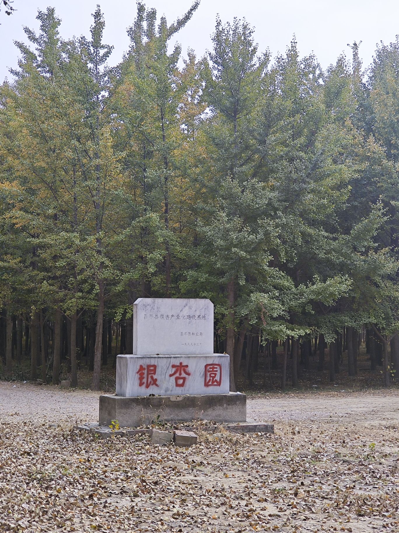 张各庄银杏林(不对外开放)旅行图片 3