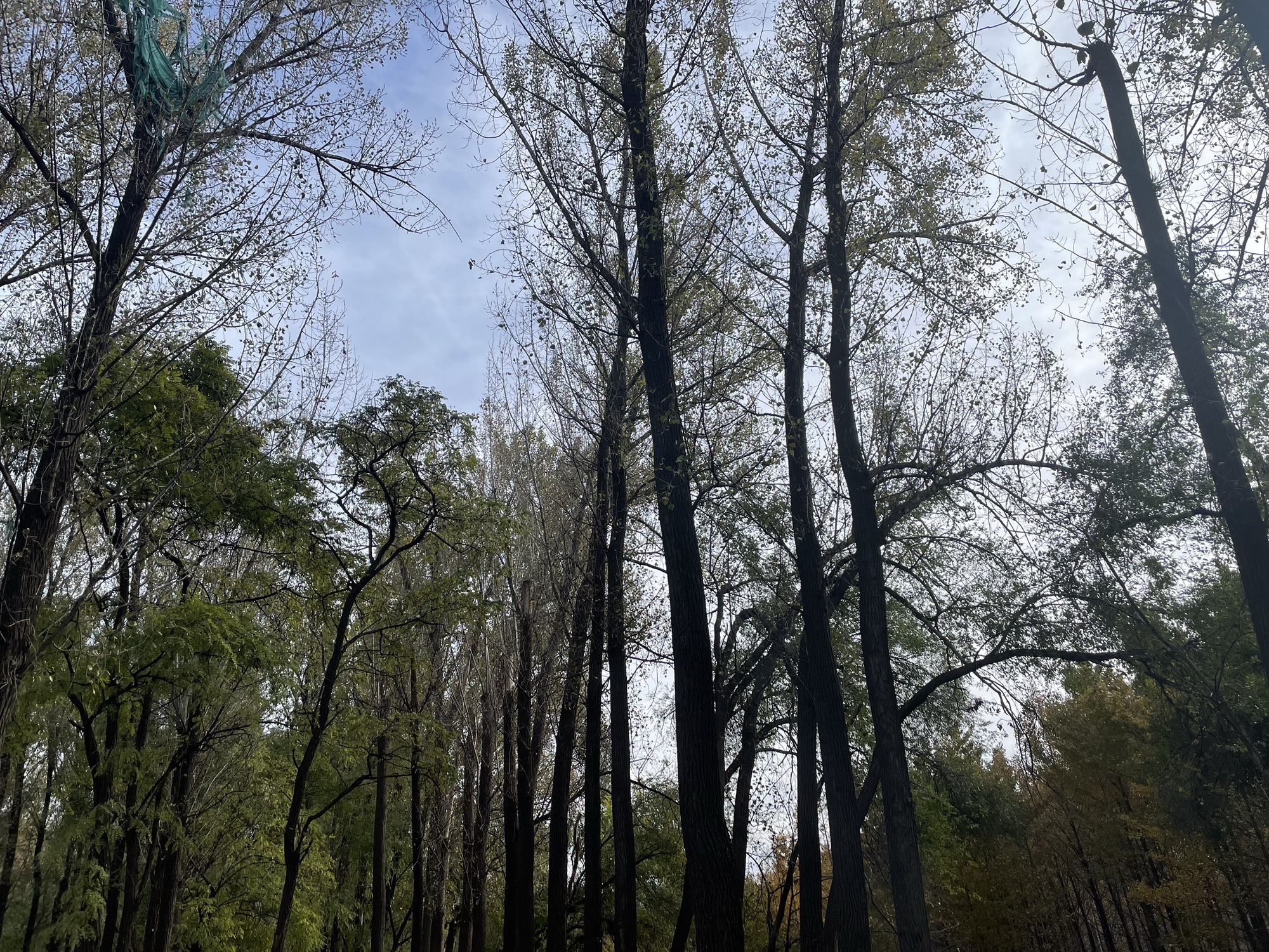 张各庄银杏林(不对外开放)旅行图片 2