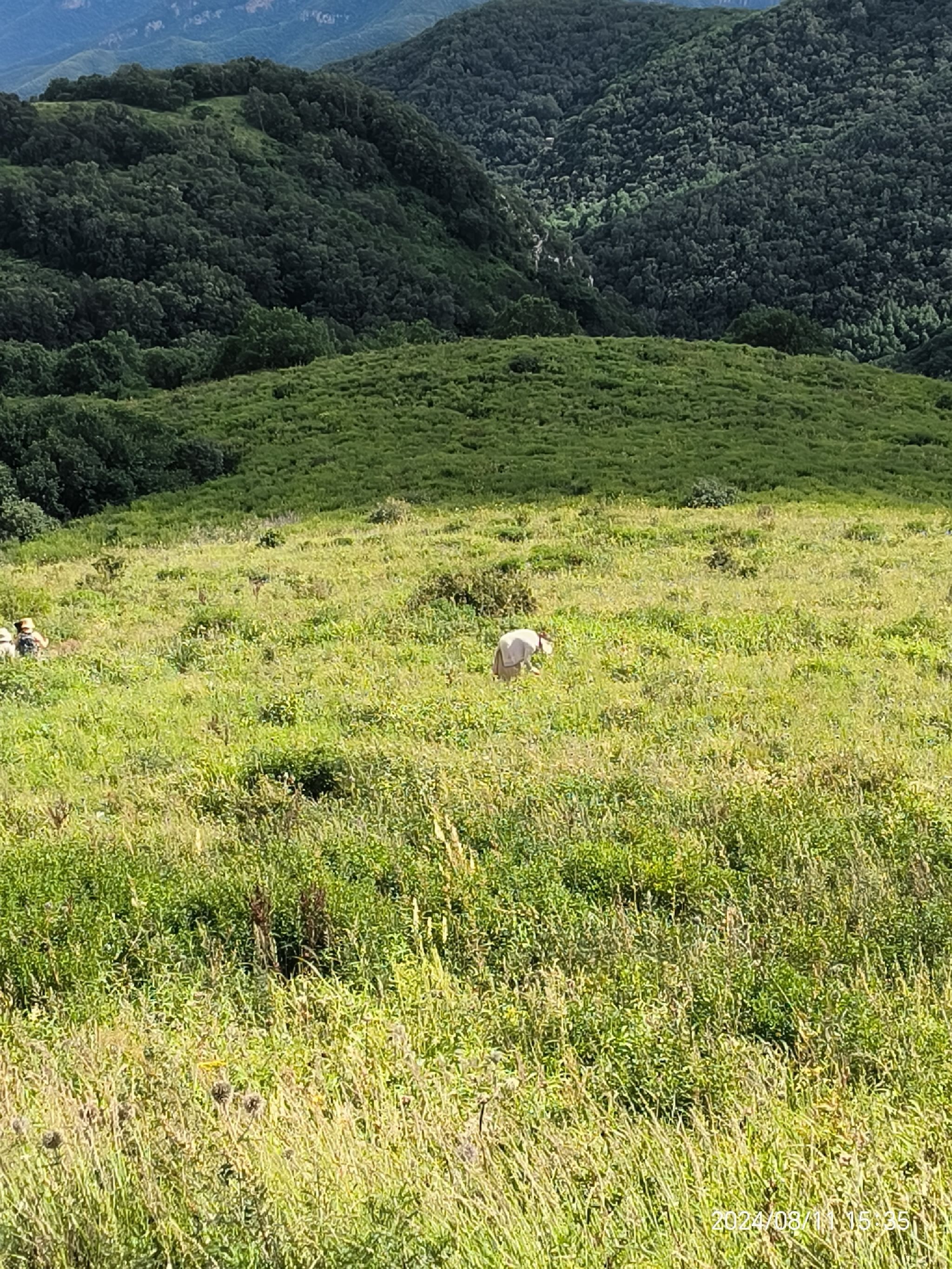 黄草梁风景区旅行图片 1