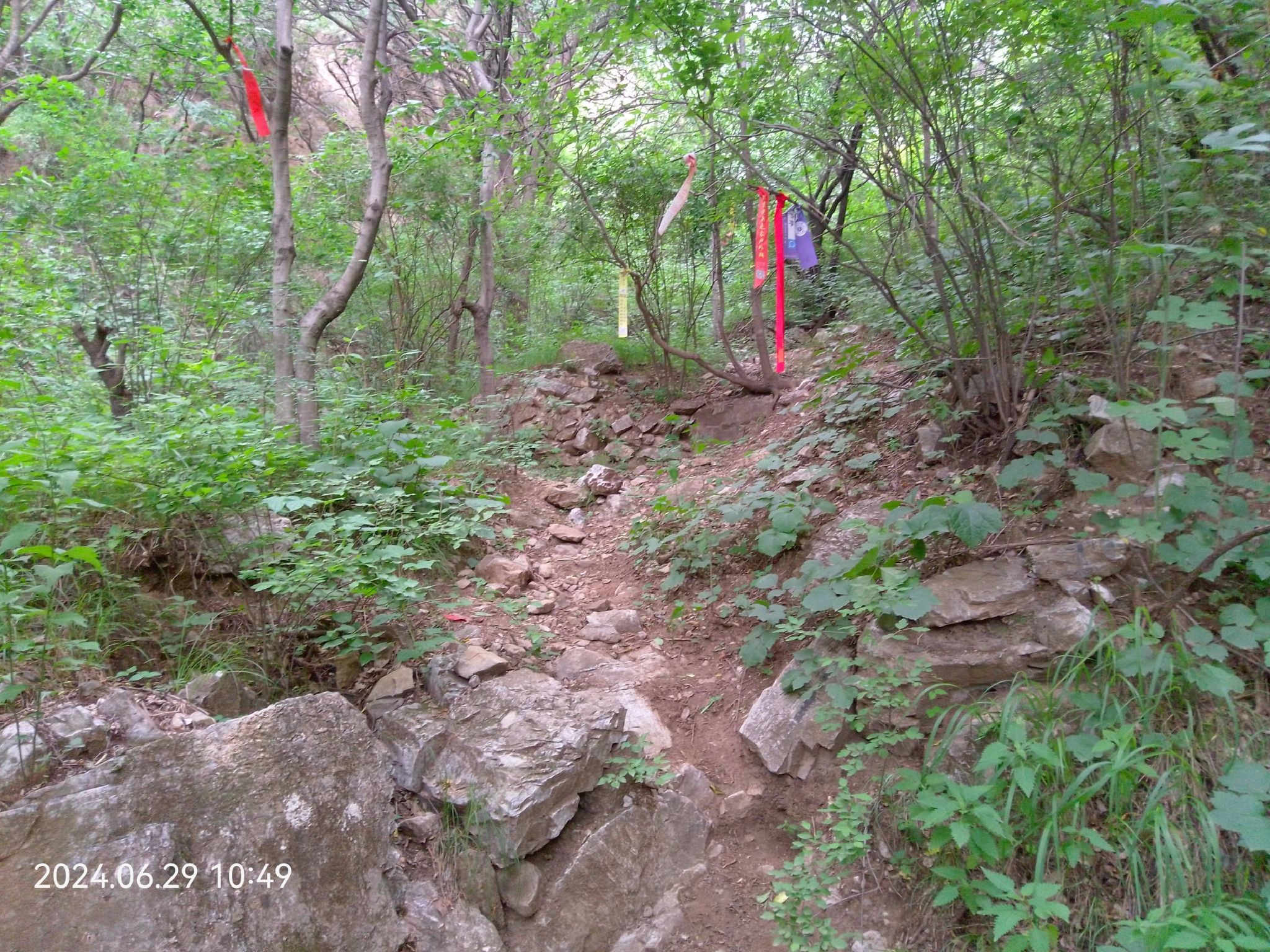 黄草梁风景区旅行图片 1
