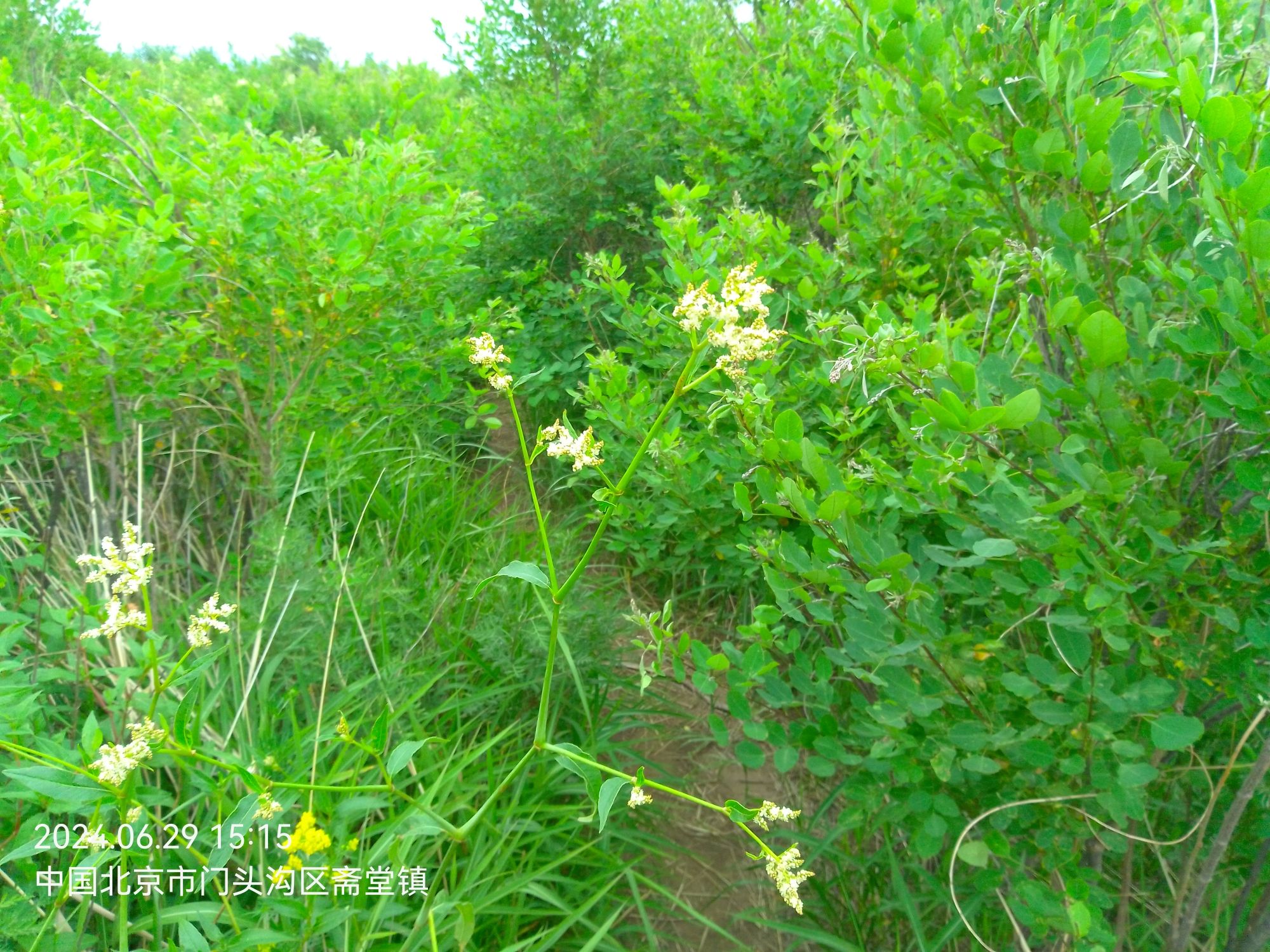 黄草梁风景区旅行图片 3
