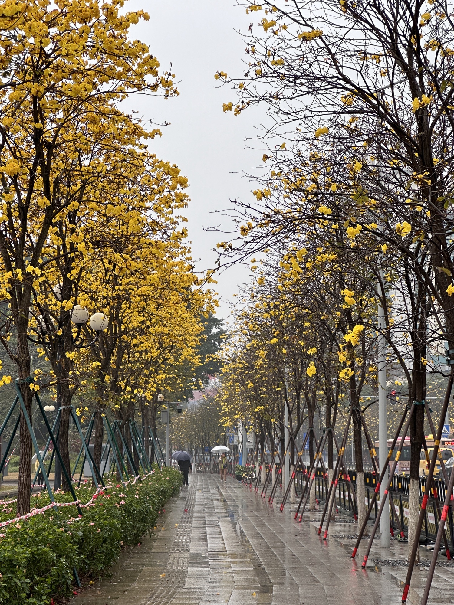 洲头咀公园旅行图片 2