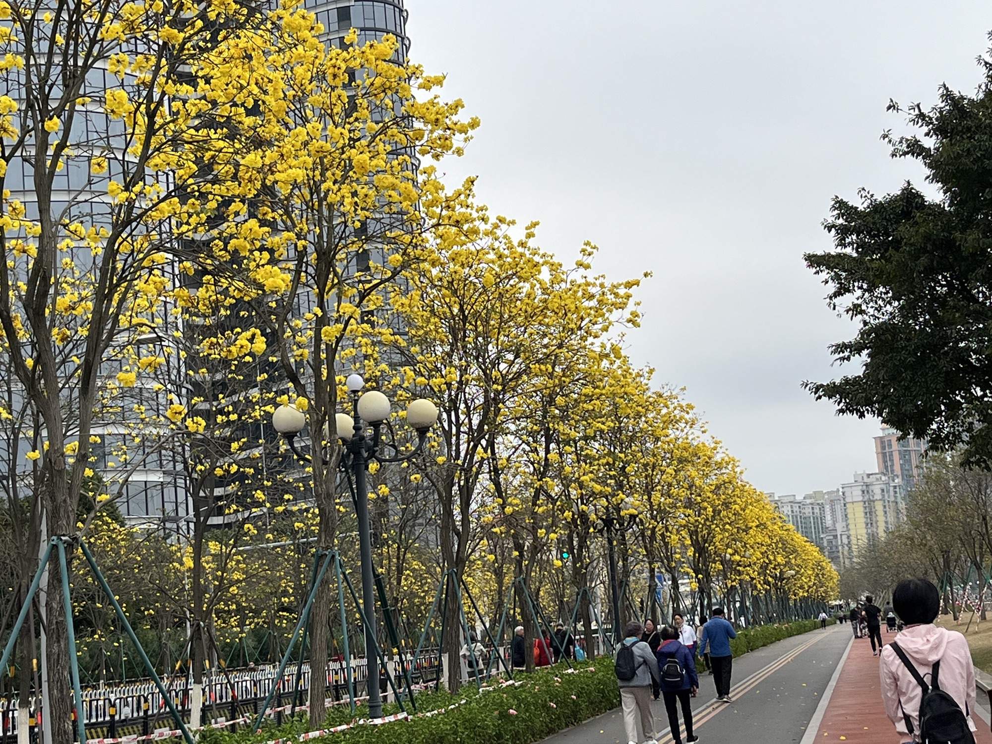 洲头咀公园旅行图片 2