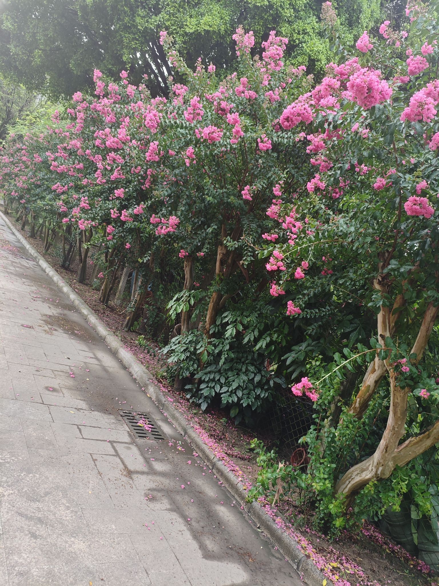 杨桃公园旅行图片 2