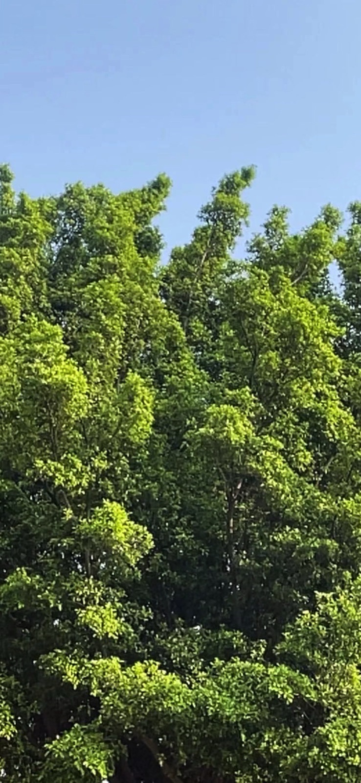 杨桃公园旅行图片 1