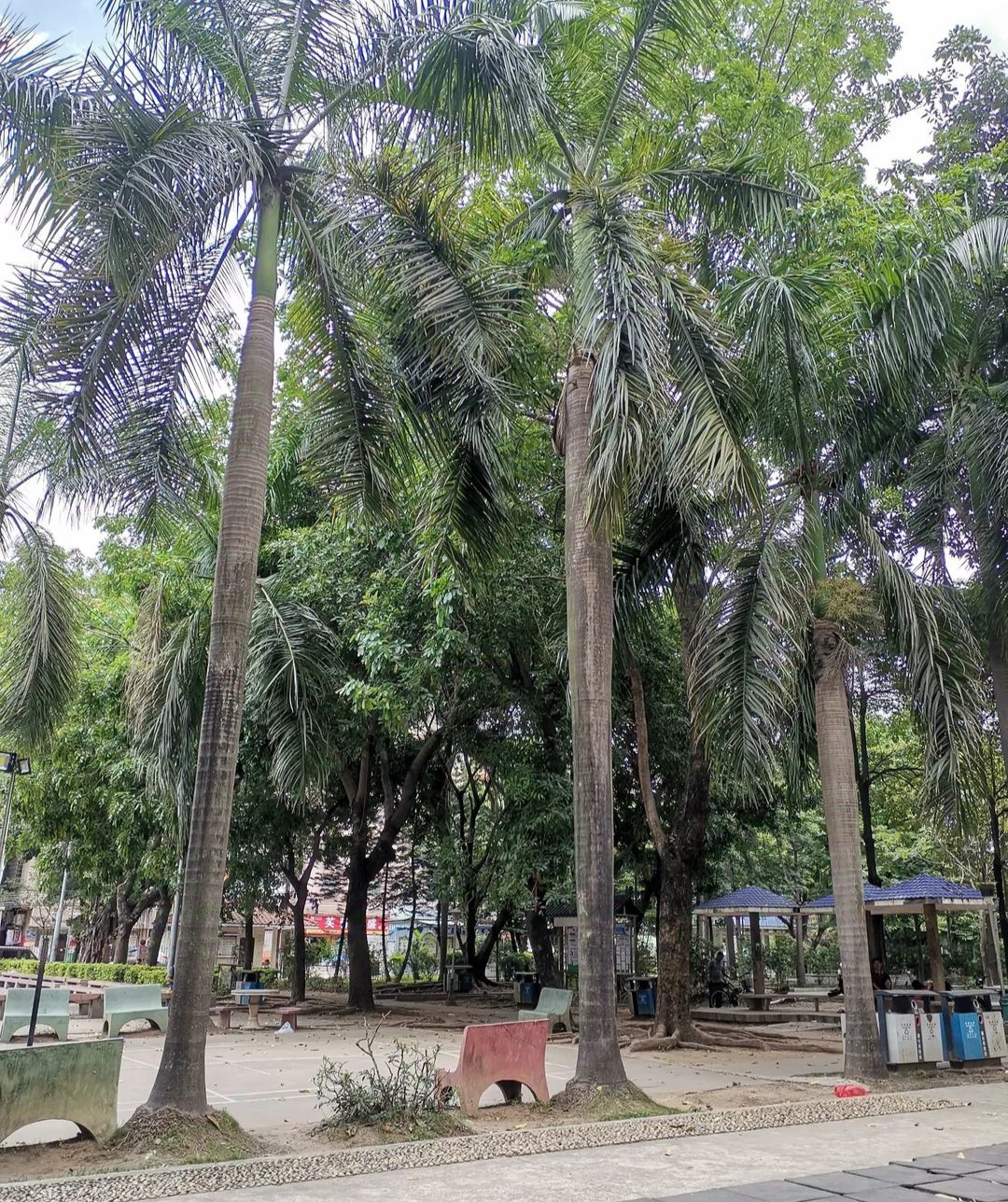 夏良高桥公园旅行图片 1