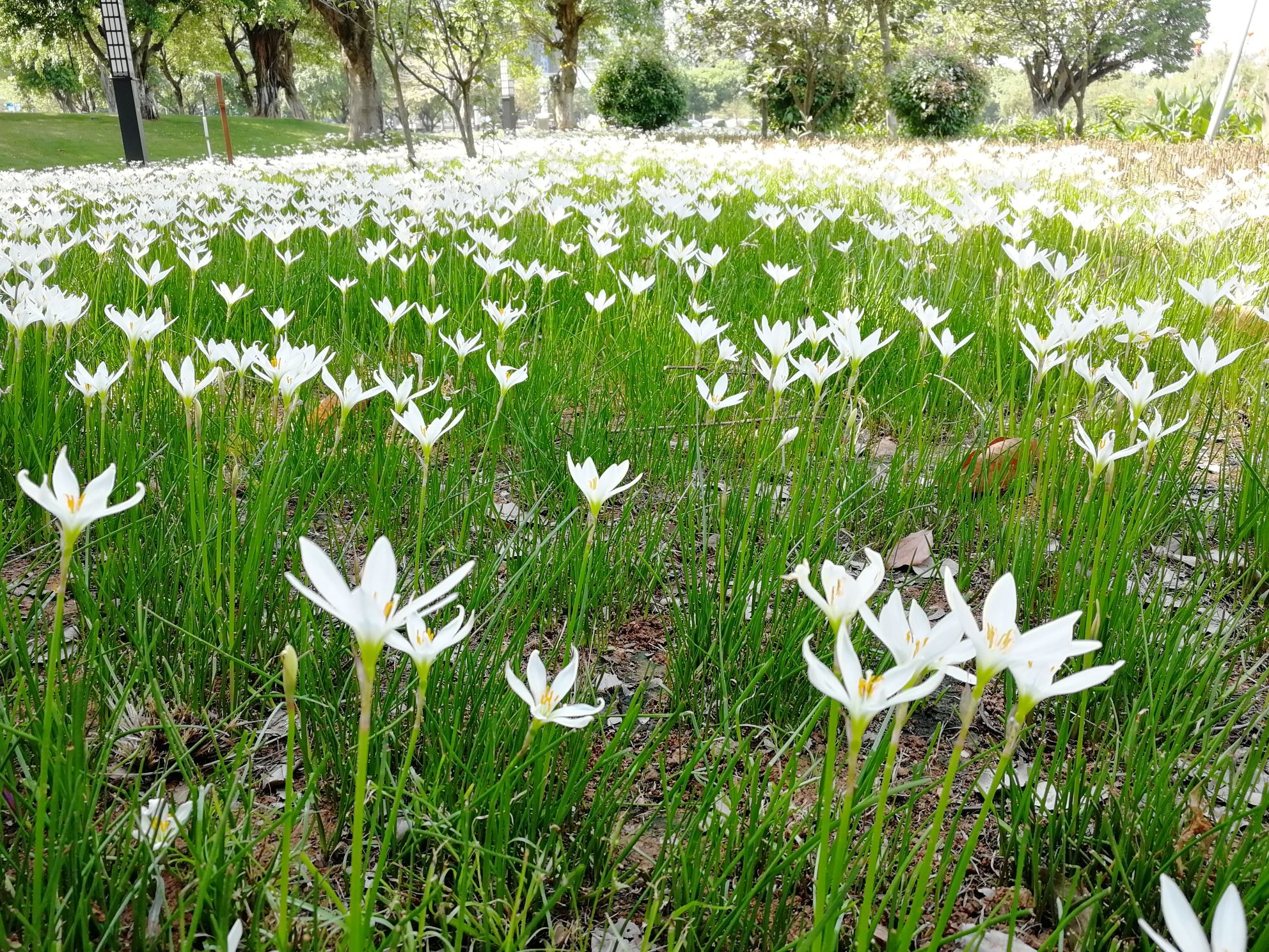 广州国际生物岛山地公园旅行图片 1