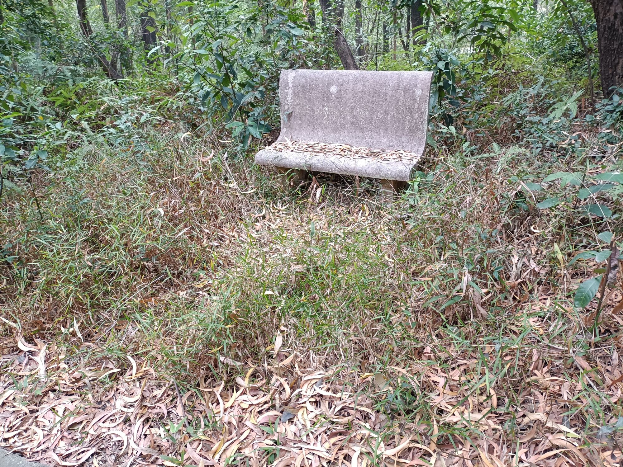 凤凰山公园旅行图片 3